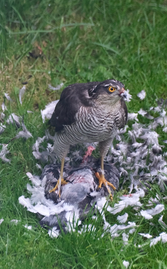 A female Sparrowhawk stood on the back of a freshly killed Wood Pigeon. 