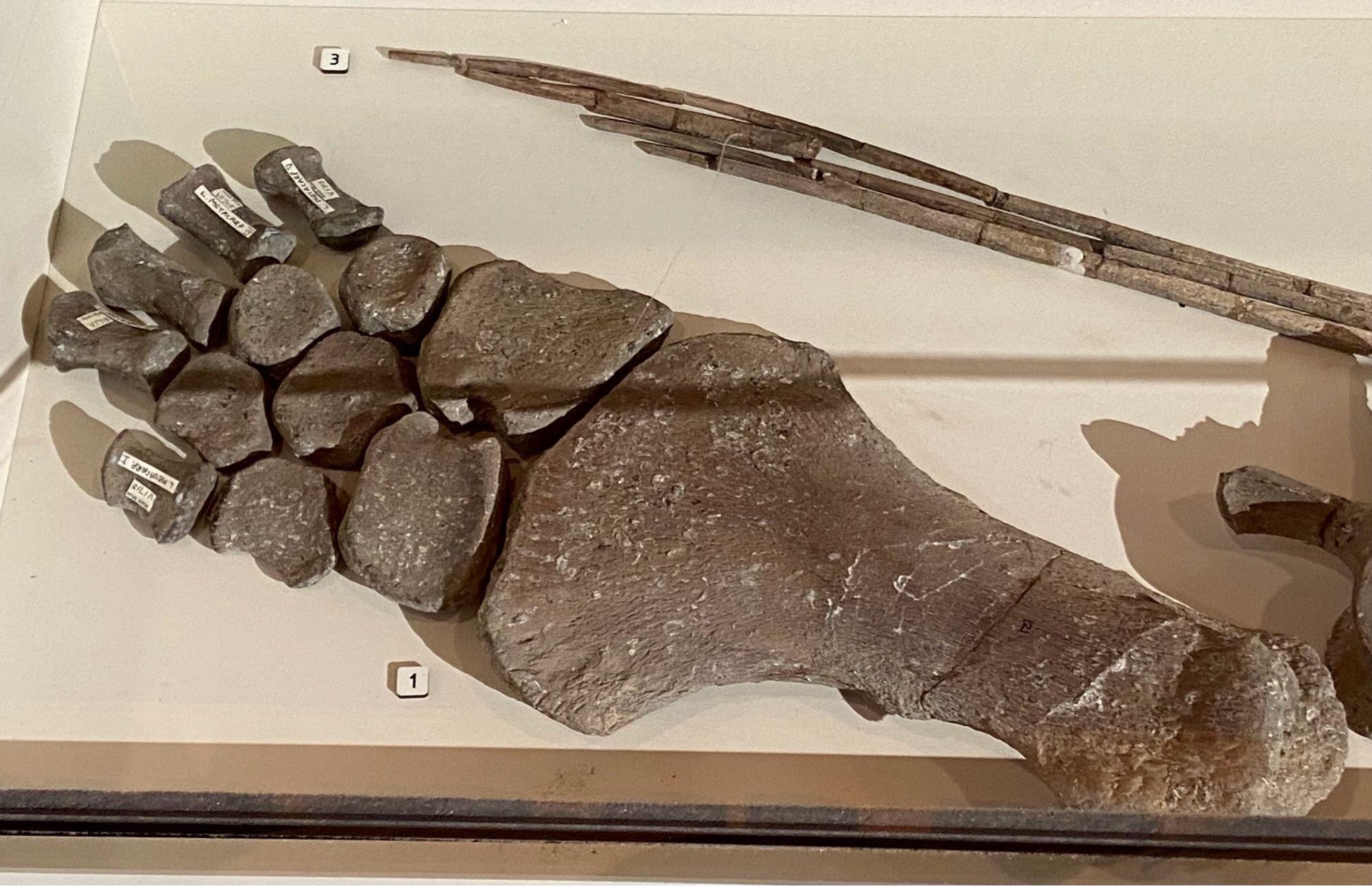 Left fore paddle showing the individual bones, looking like a wide hand, on a beige background in a display case. At the Hunterian.