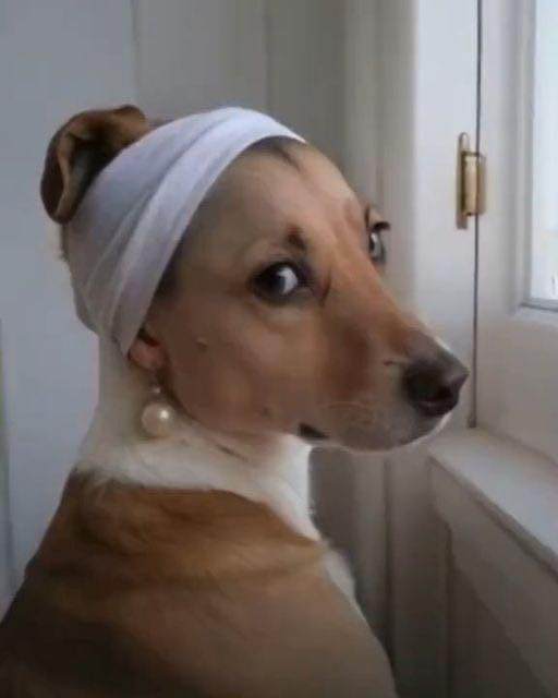 This image is a humorous parody of Johannes Vermeer's famous painting, "Girl with a Pearl Earring," replacing the girl with a dog, likely a Danish-Swedish Farmdog or a similar breed. 