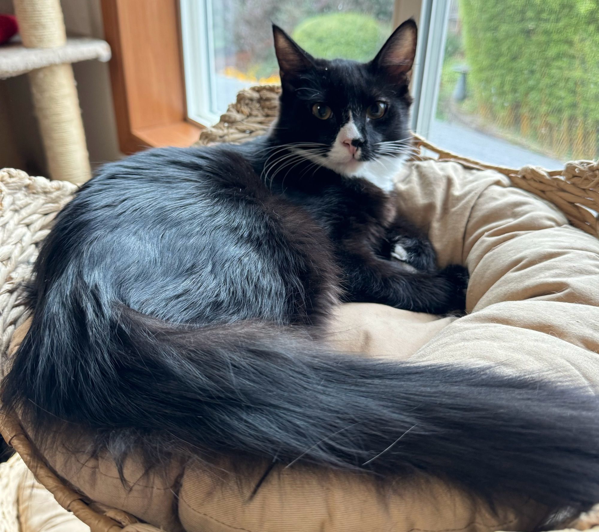 A fluffy black and white tuxedo kitten laying in a round basket bed. His voluminous tail is at the forefront of the picture.