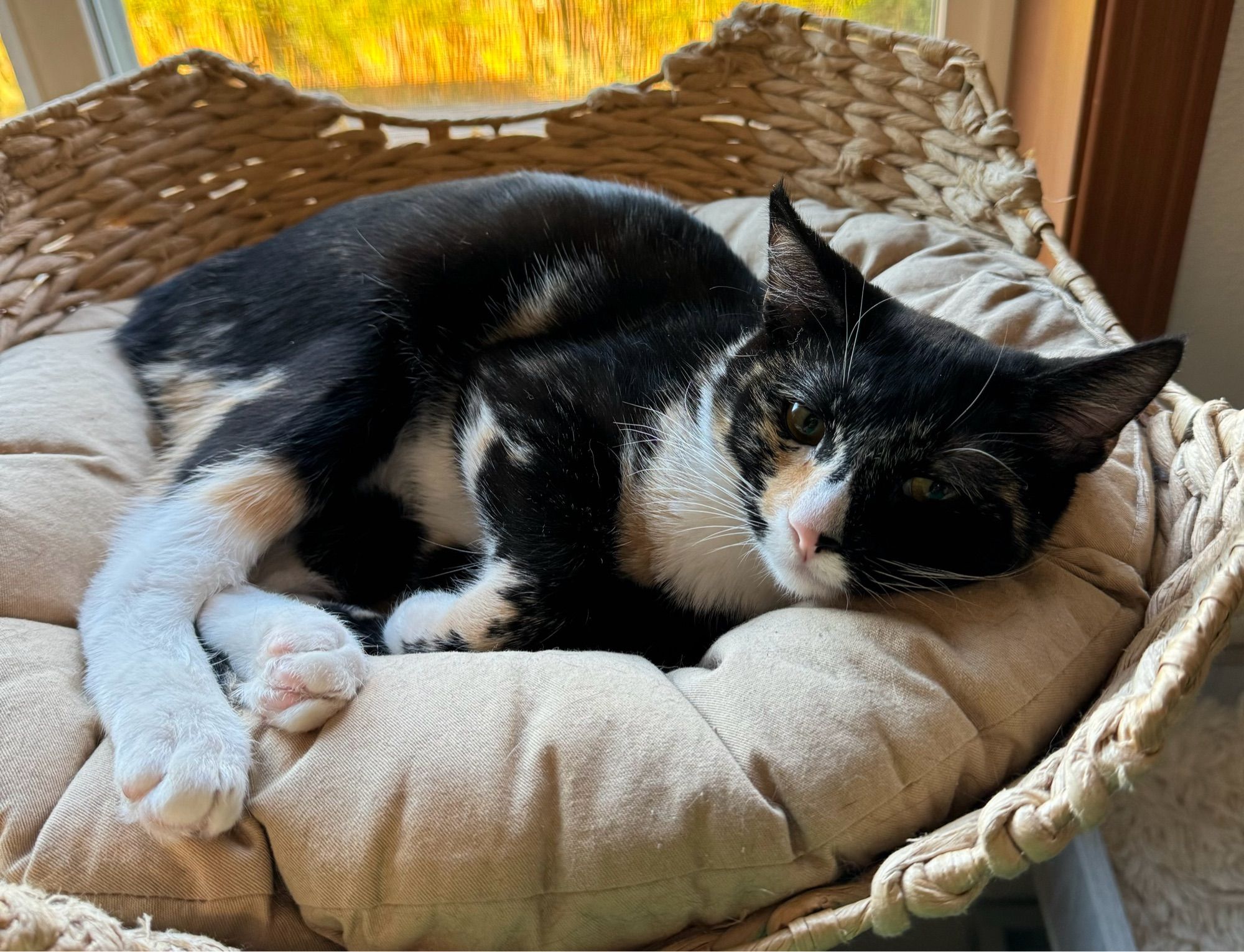 A calico laying in a round basket bed. She looks slightly grumpy.