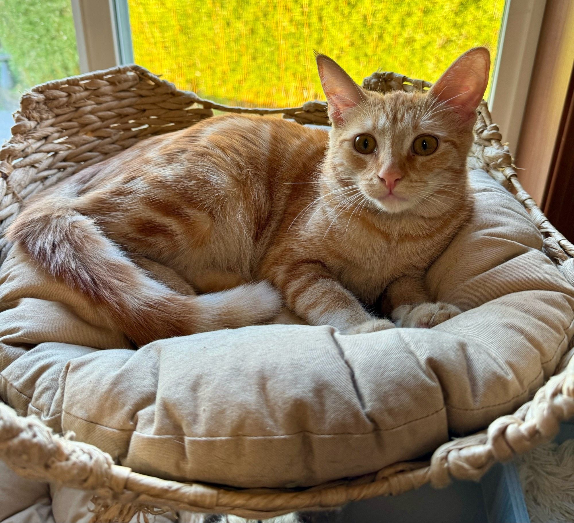 An orange tabby kitten laying in a round basket bed. He looks alert but startled.