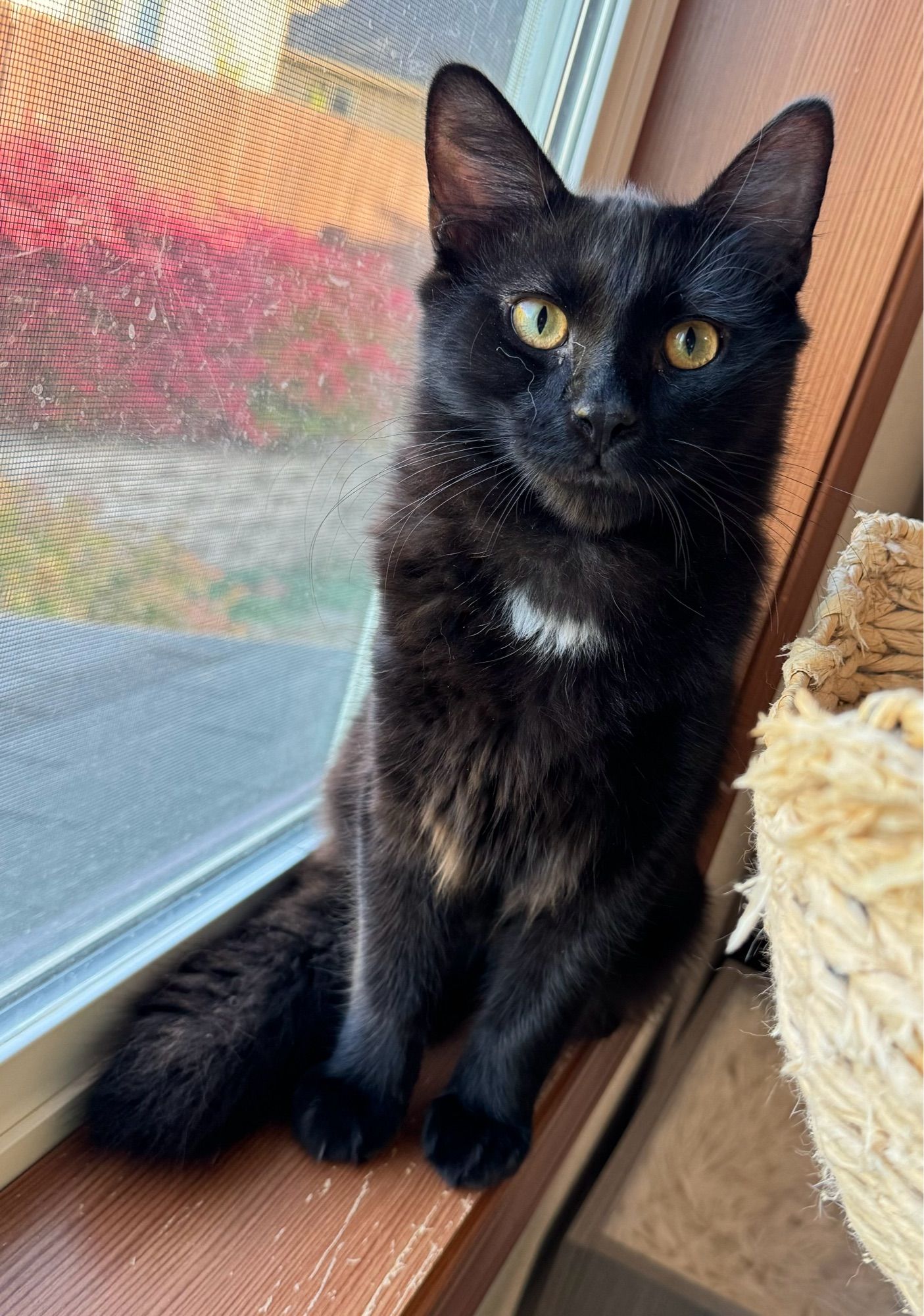 A fluffy black kitten (with a teeny white locket of fur on his chest) sitting in a windowsill. He refused to lay in the basket bed, but he is beside it.