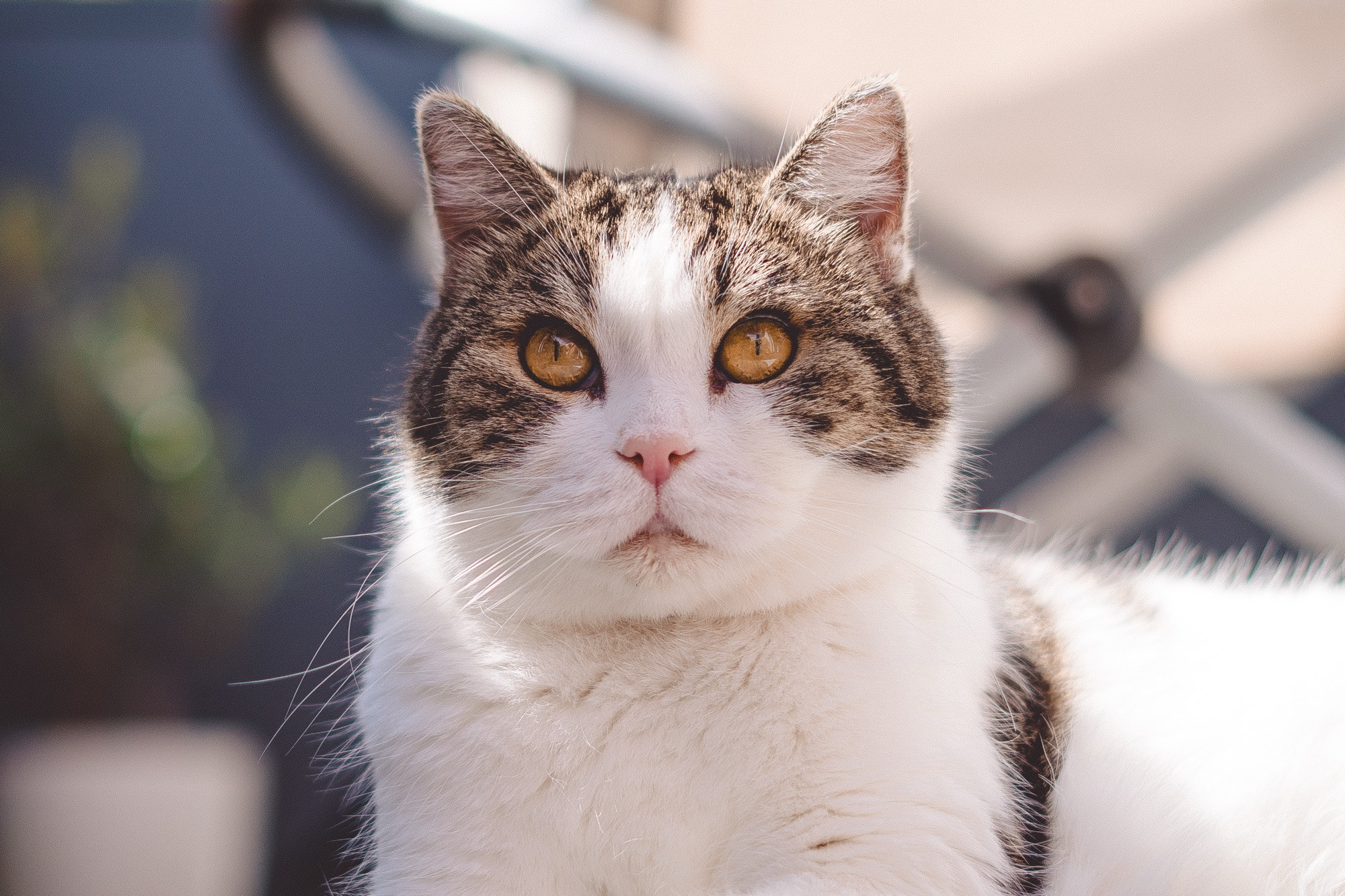 Katze mit bernsteinfarbenen Augen 