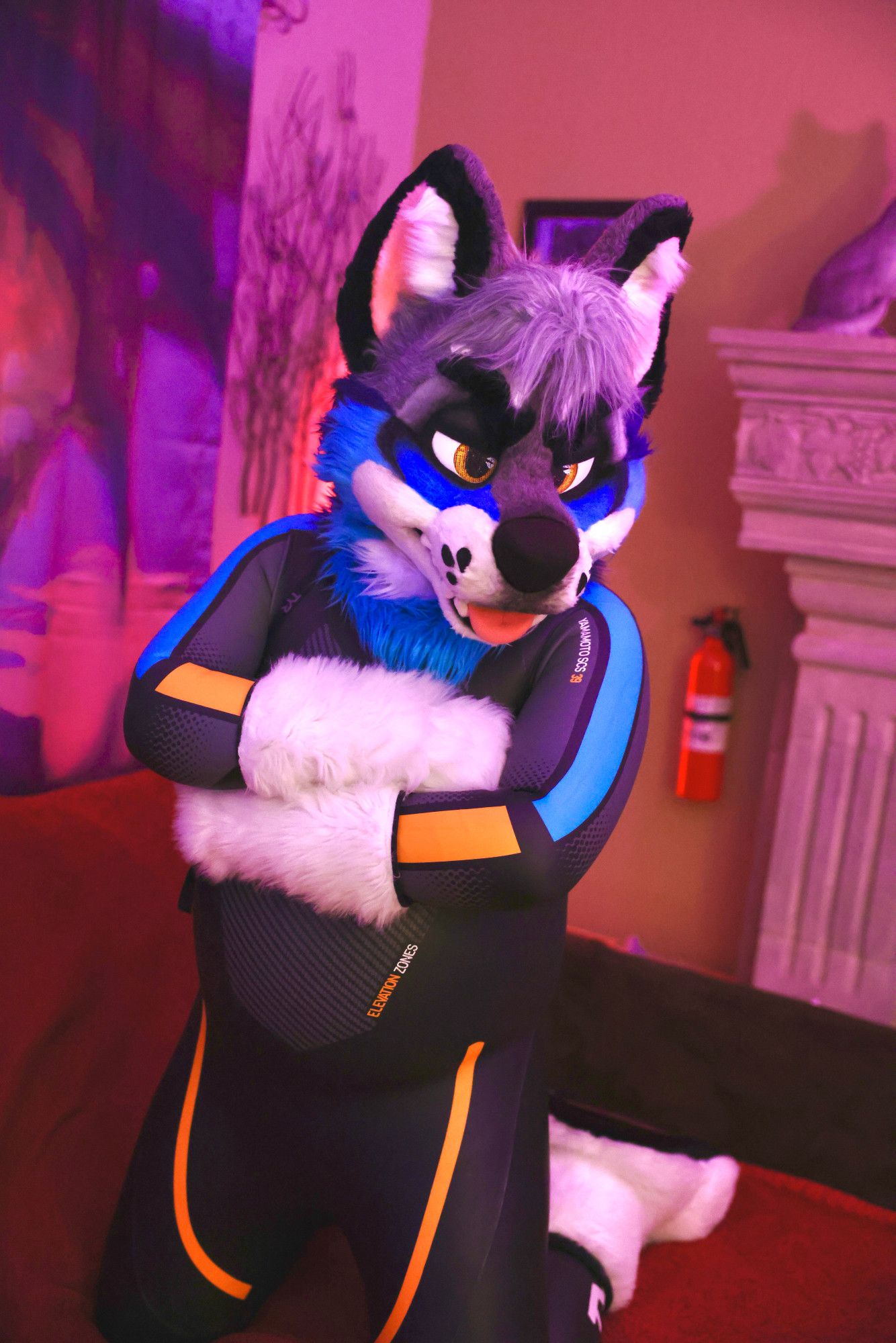 Living room, illuminated in red-purple lighting. Photo of Morro (blue, white, and gray canine fursuiter) wearing head, handpaws, and a black wetsuit with blue and orange trim