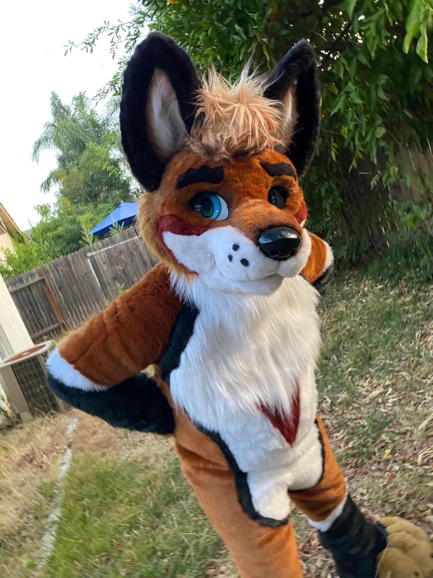 Backyard setting. Photo of Traveler (natural-colored fox fursuiter with blue eyes) leaning toward the viewer in a Dutch Angle (the horizon plane is angled downward to the left) perspective.