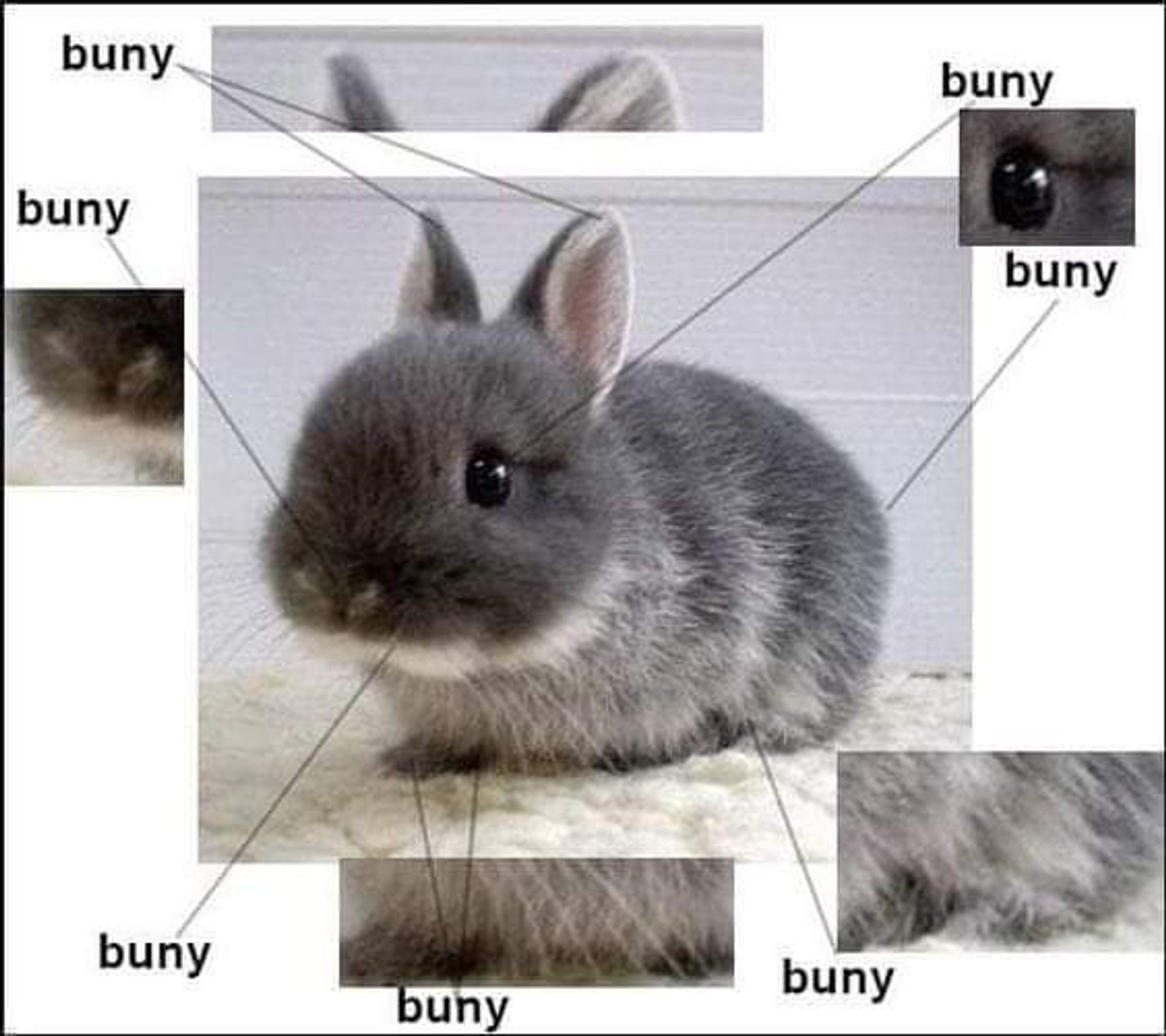 A picture of a small cute rabbit, various parts are all labeled as Buny