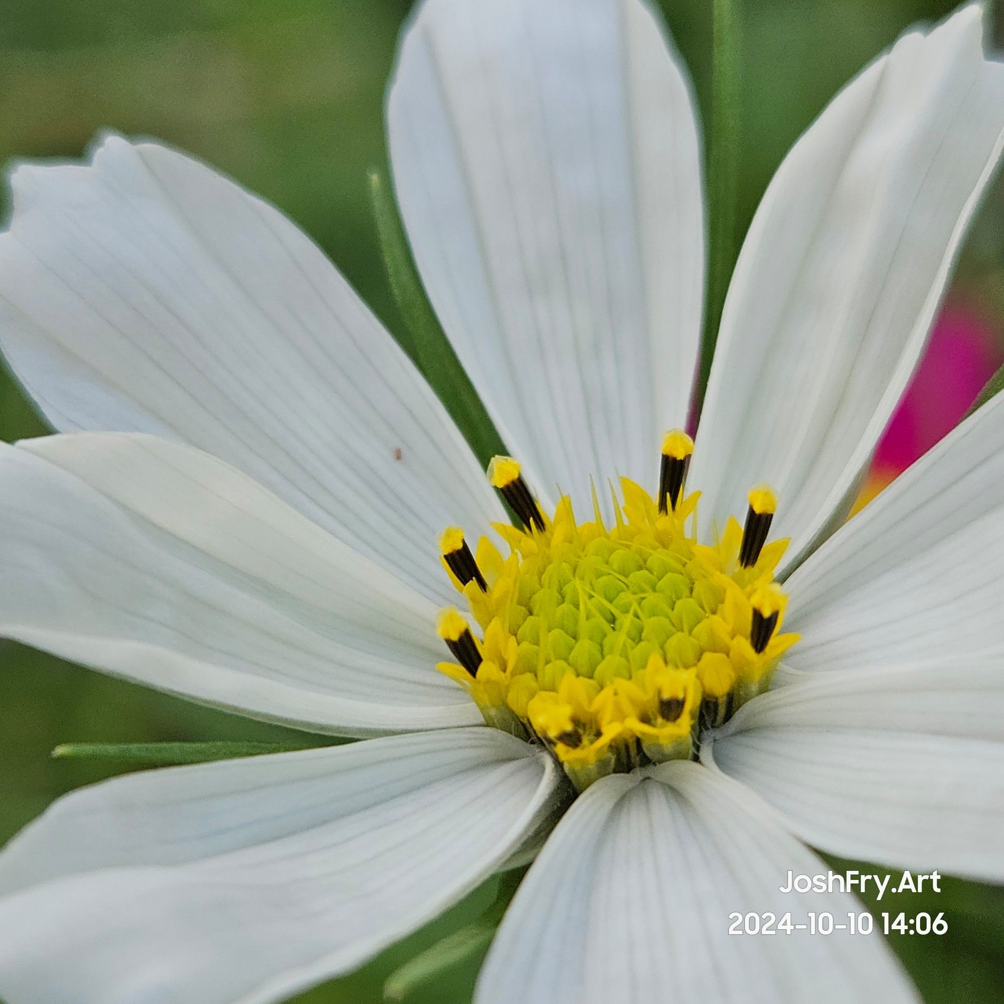 White cosmos