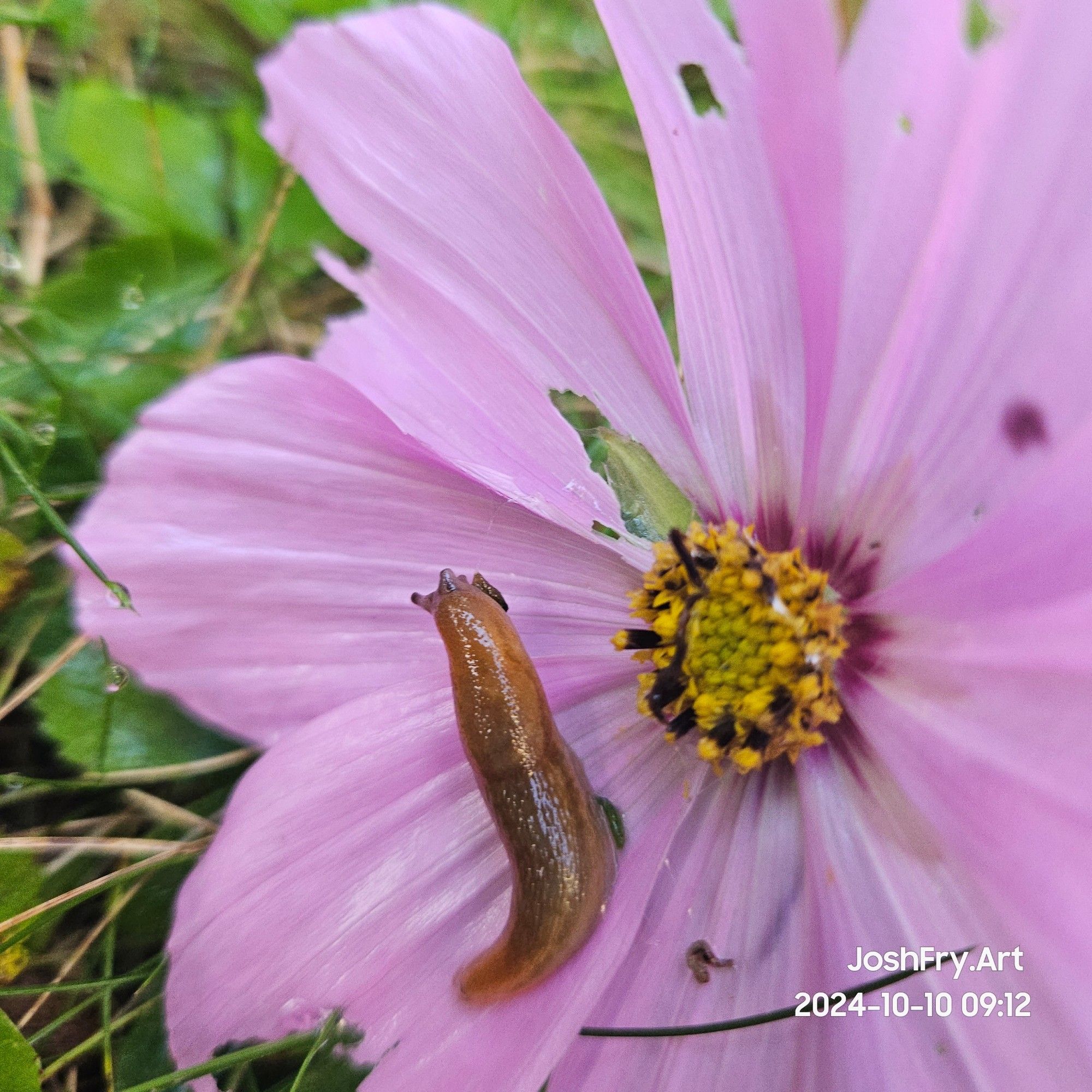 Slug eating a pink cosmks