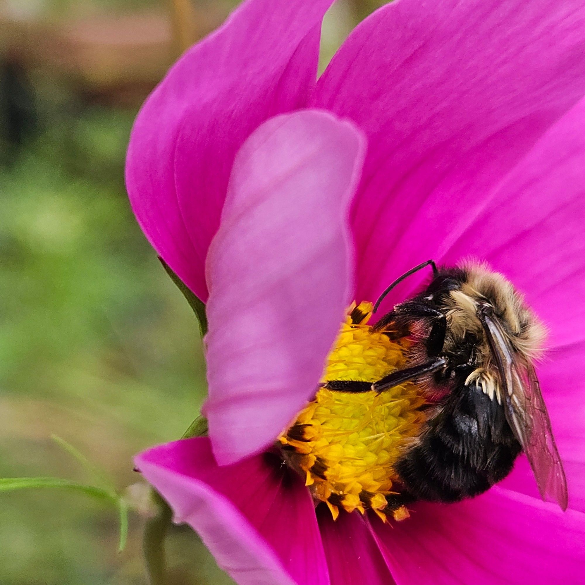 Bee eating