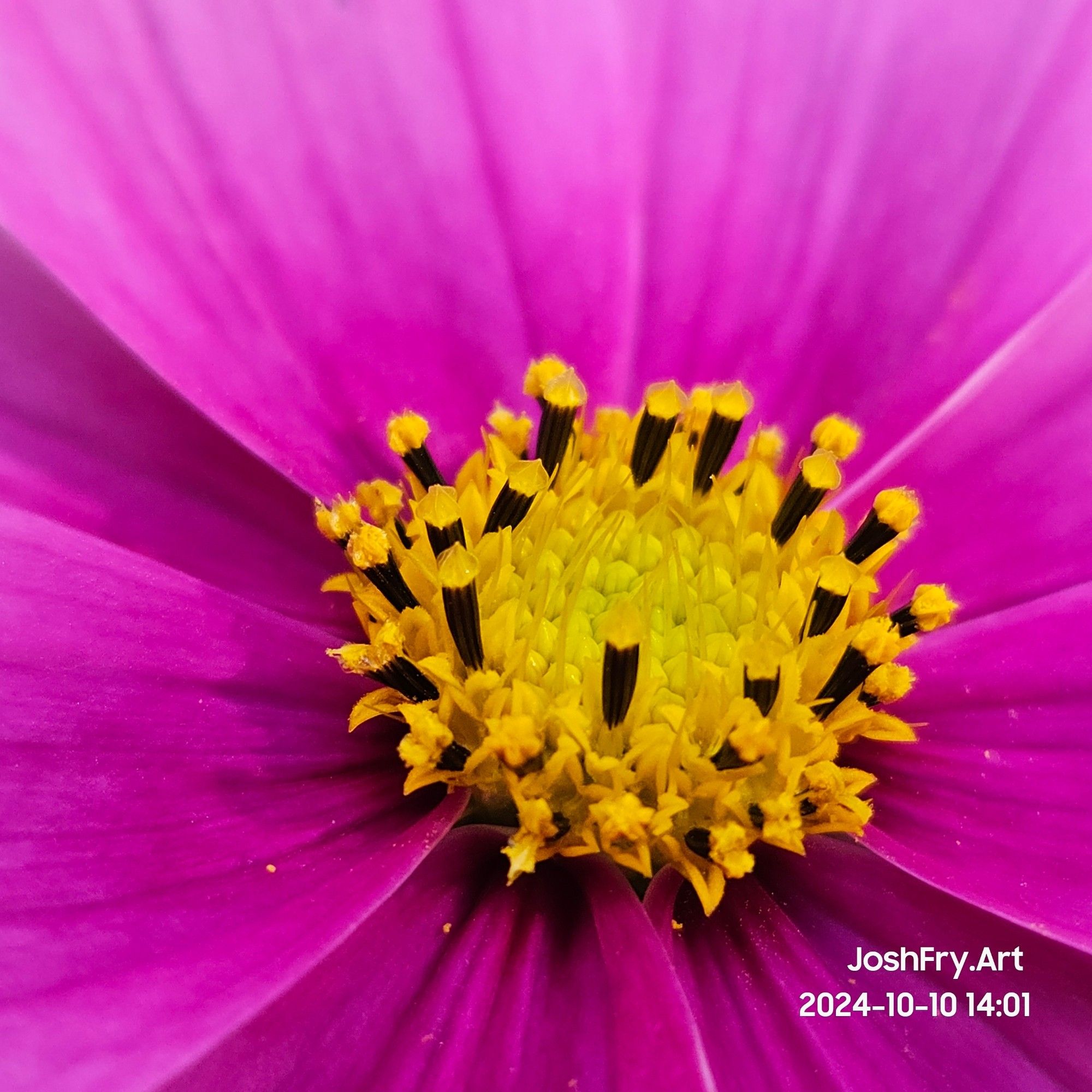 Closeup of center of dark purple