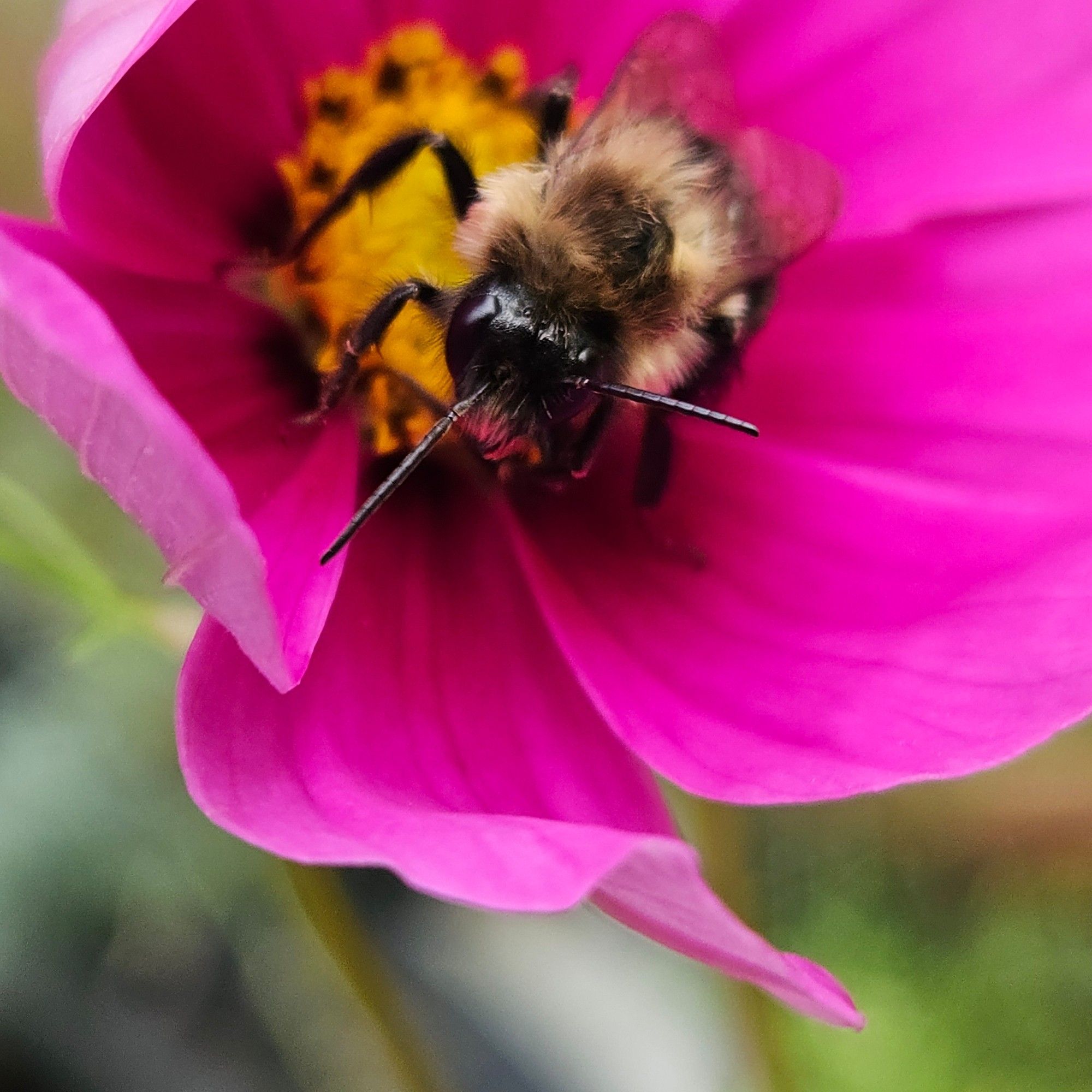 Bee on a pink cosmos looking at camera