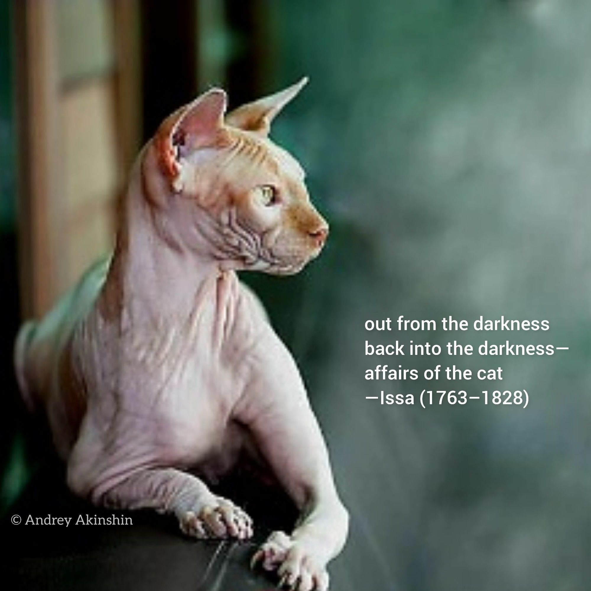 out from the darkness
back into the darkness—
affairs of the cat
—Kobayashi Issa (1763–1828)
_________
Kobayashi Issa #haiku + Andrey Akinshin #CanadianSphynx