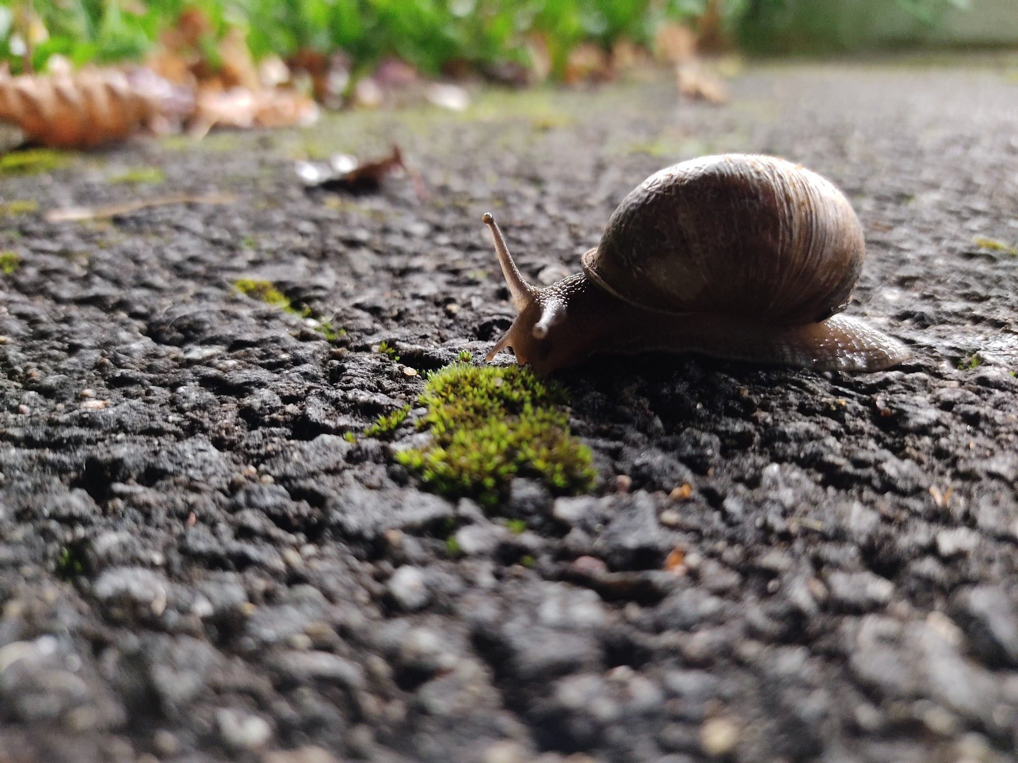 Close up of a snail illuminated from behind by artificial light. It sits on rough asphalt and has turned towards the camera, taking interest in the phone next to it