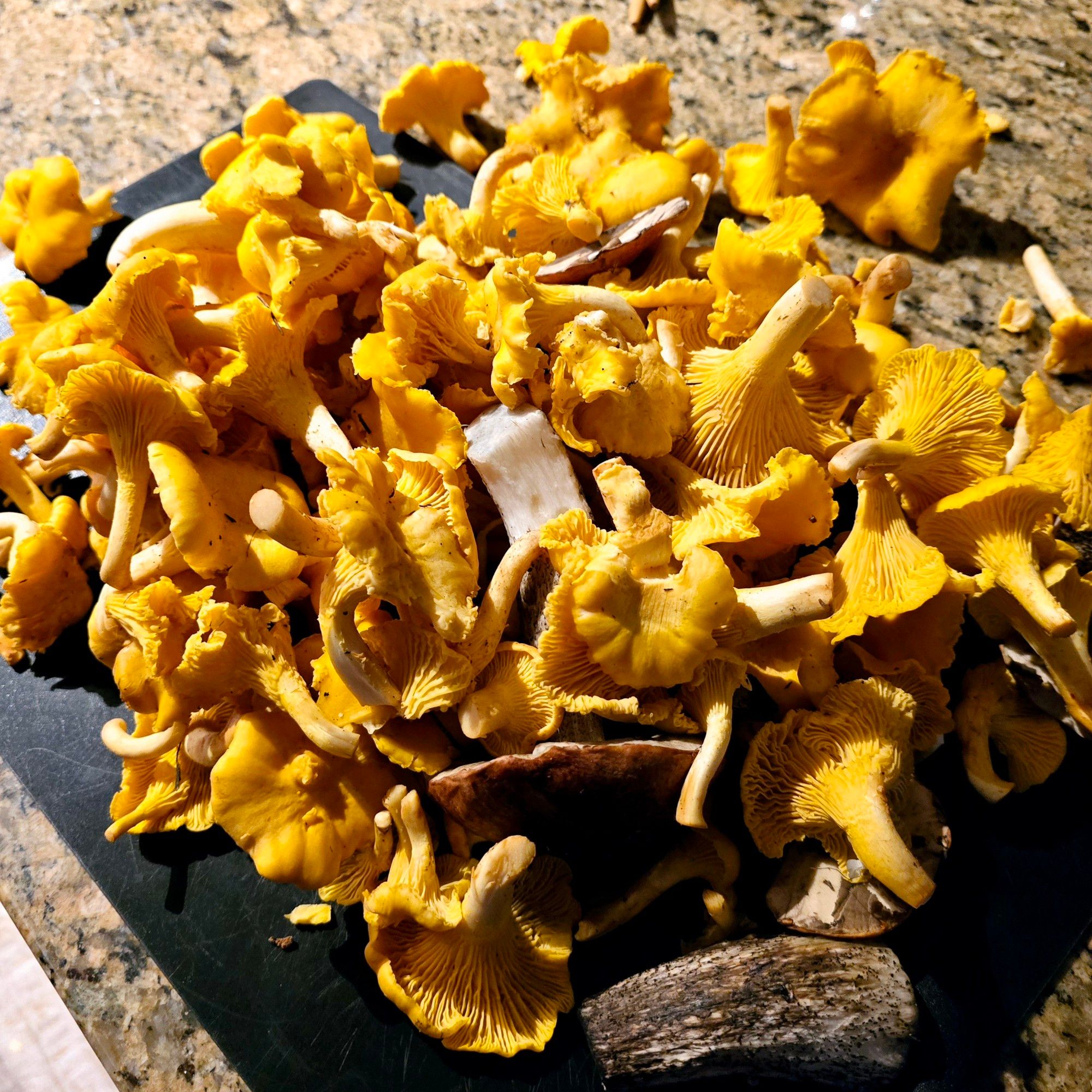 Chanterelle mushrooms picked and cleaned for a pasta sauce