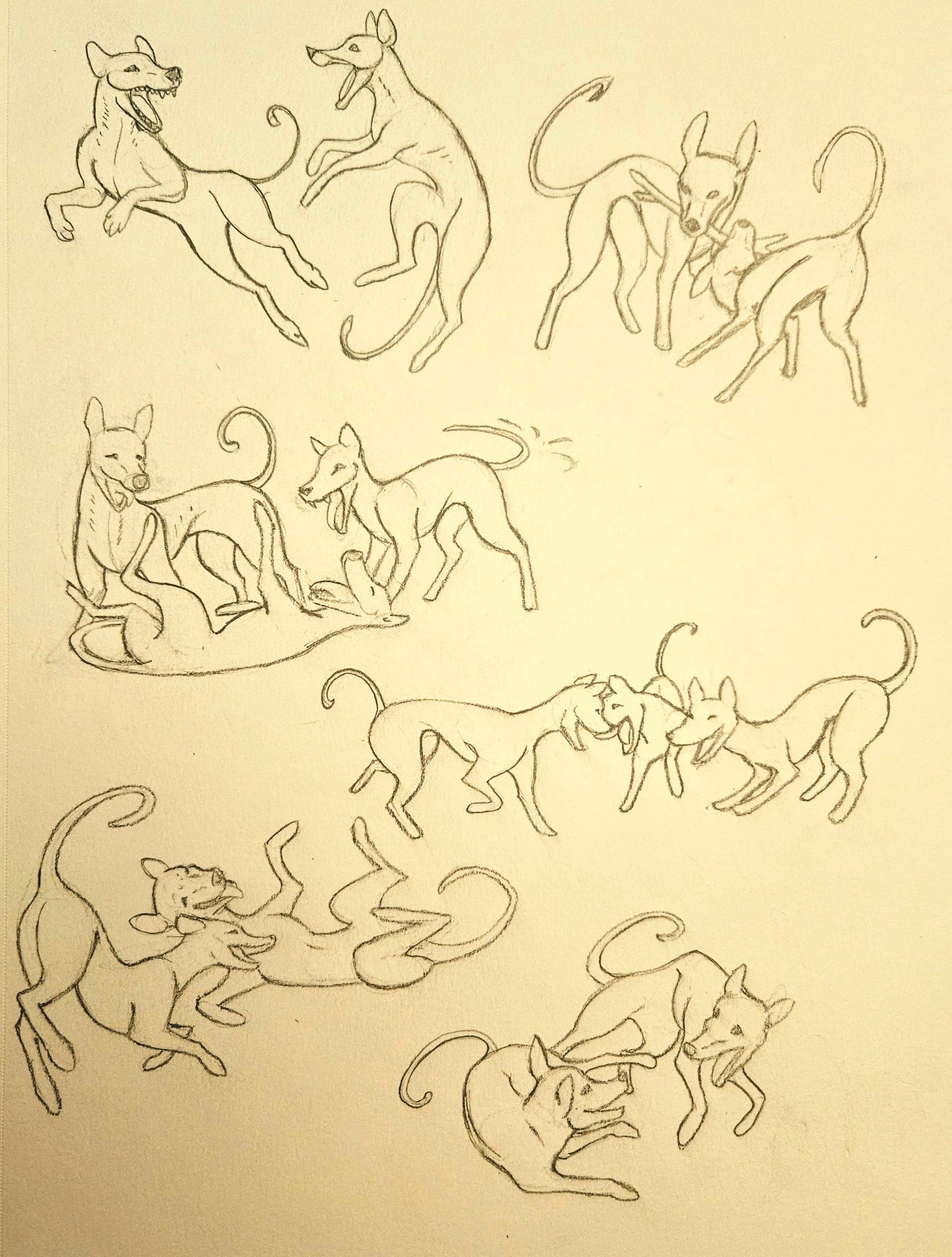 There's 6 different groupings of poses. The upper left hand corner is 2 thylacines jumping in play. Upper right is 2 thylacines playing with a stick. Middle left is a group of 3 at play, one on the ground, one standing nearby/over, and another wagging tail. Middle right is a group of three thylacines yipping and playing. Bottom left corner is 2 thylacines rolling on the ground/laying down. Bottom right corner is 2 thylacines, one jumping in the air, one laying down.