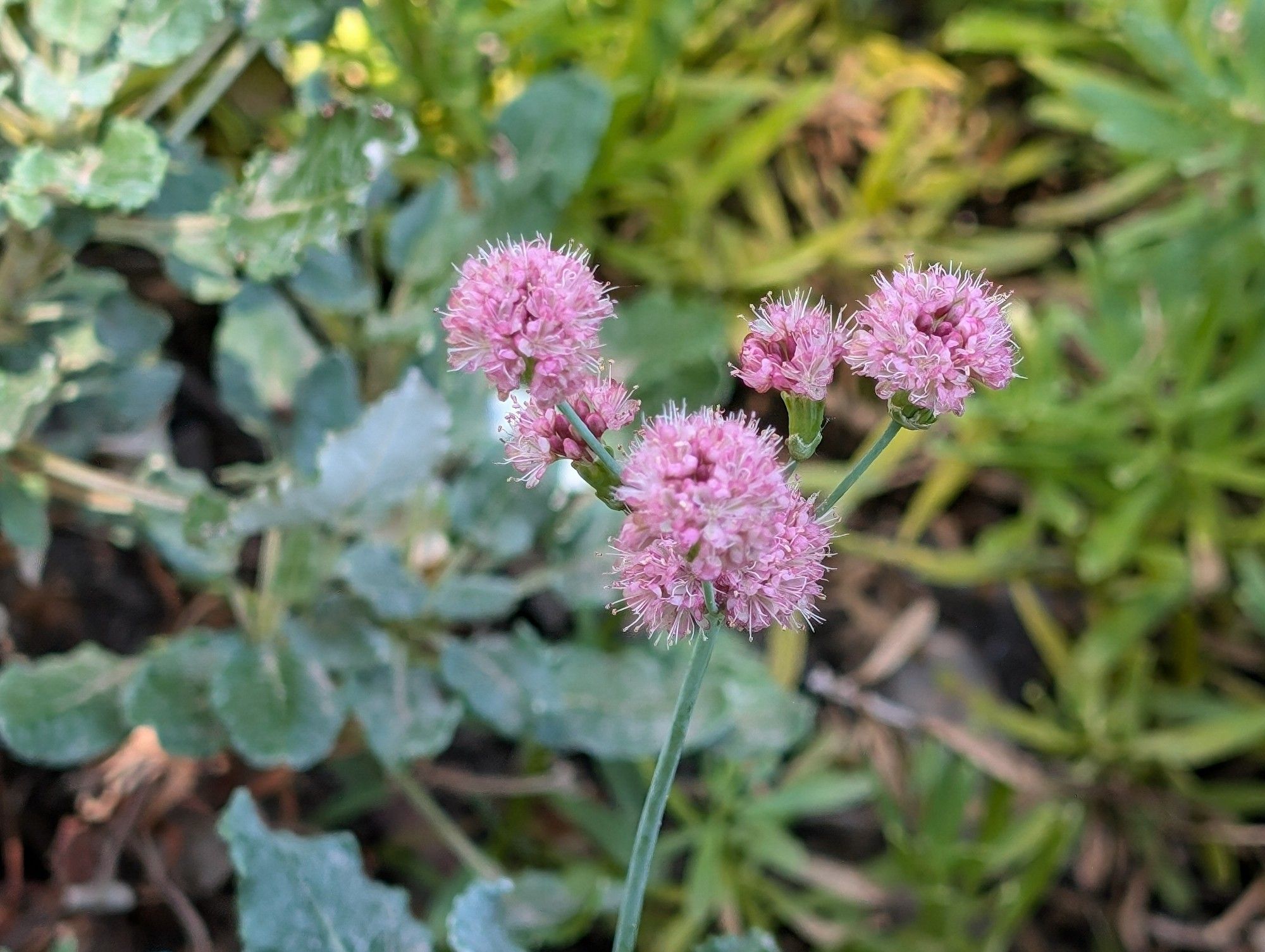 A few bright pink puffball blooms on an Eriogonum grande var. rubescens, with the spinach shaped dark green leaves visible out of focus in the background among Myoporum parvifolium ground cover