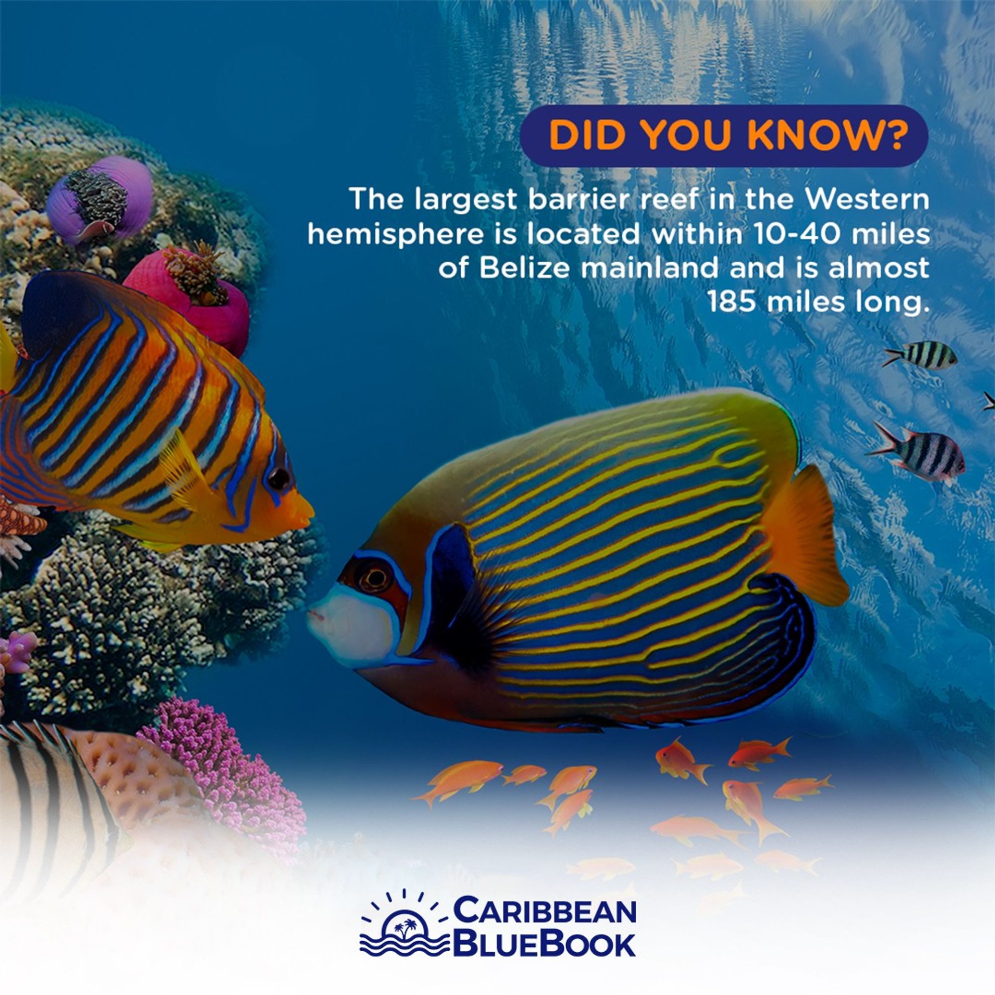 Colorful underwater scene featuring various tropical fish near a coral reef with a fact about the Belize Barrier Reef, the largest in the Western Hemisphere and nearly 185 miles long, presented by Caribbean BlueBook.