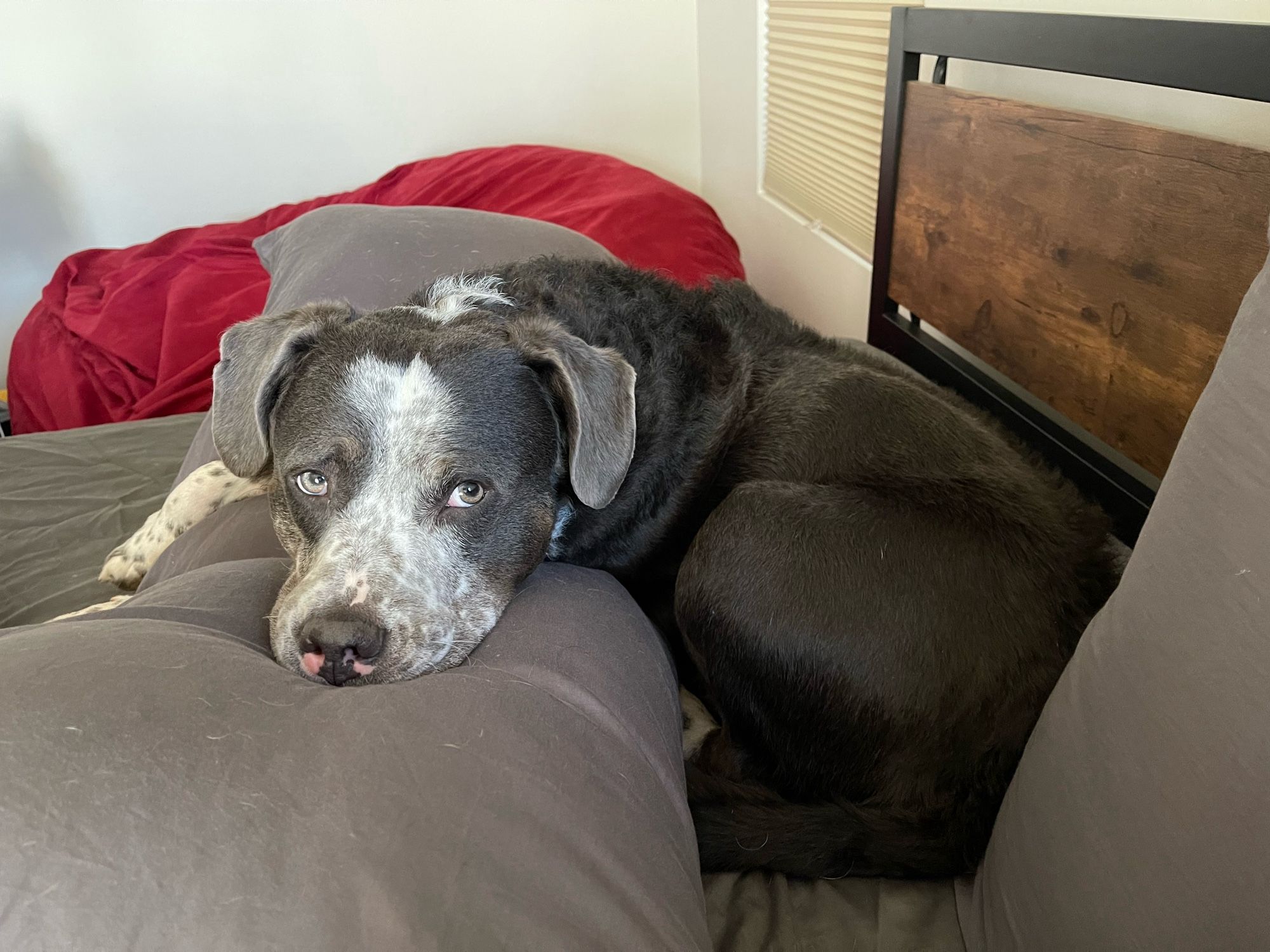 Grey and white pit bull resting his head on a grey body pillow