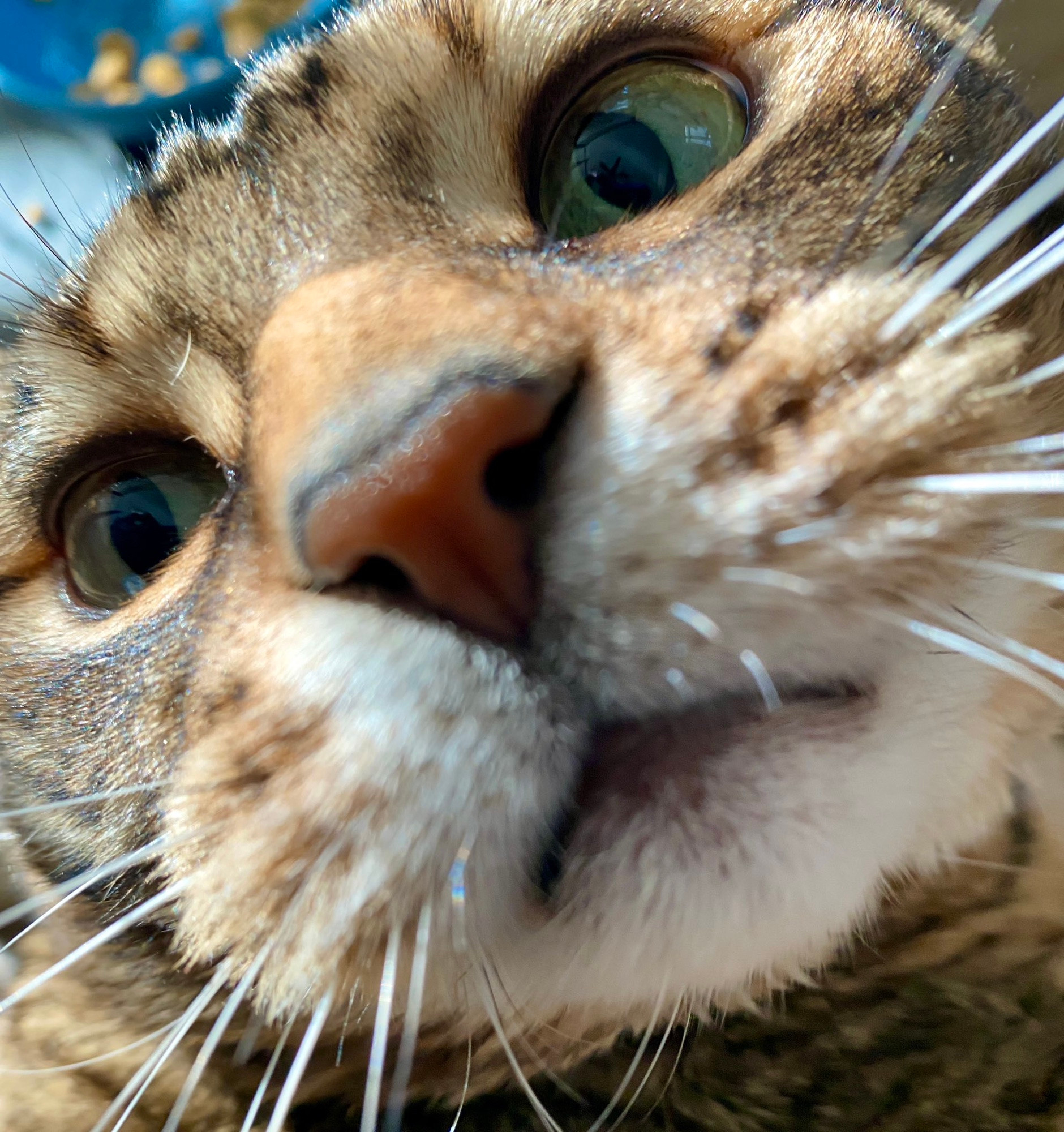 Missy the bobtail up close to the camera   Her boopable nose is front and center. 