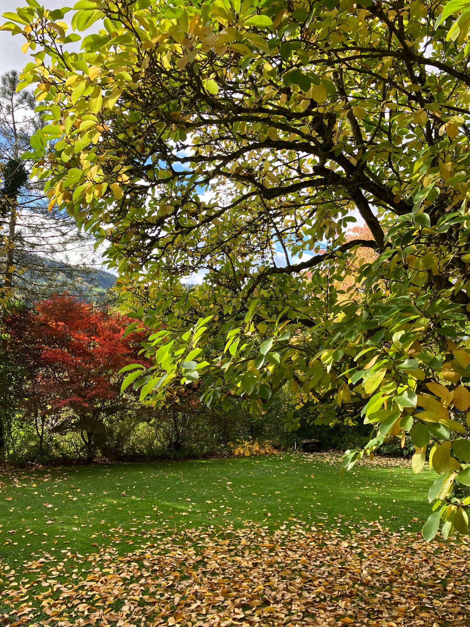 Mein Garten. Im Vordergrund der noch grüne Rasen mit dem gelben Laub der Magnolie zur Hälftebedeckt. Im Hintergrund ein roter Blutahornstrauch. Durch die Magnolie kann man den Himmel weißen Wölkchen erkennen.