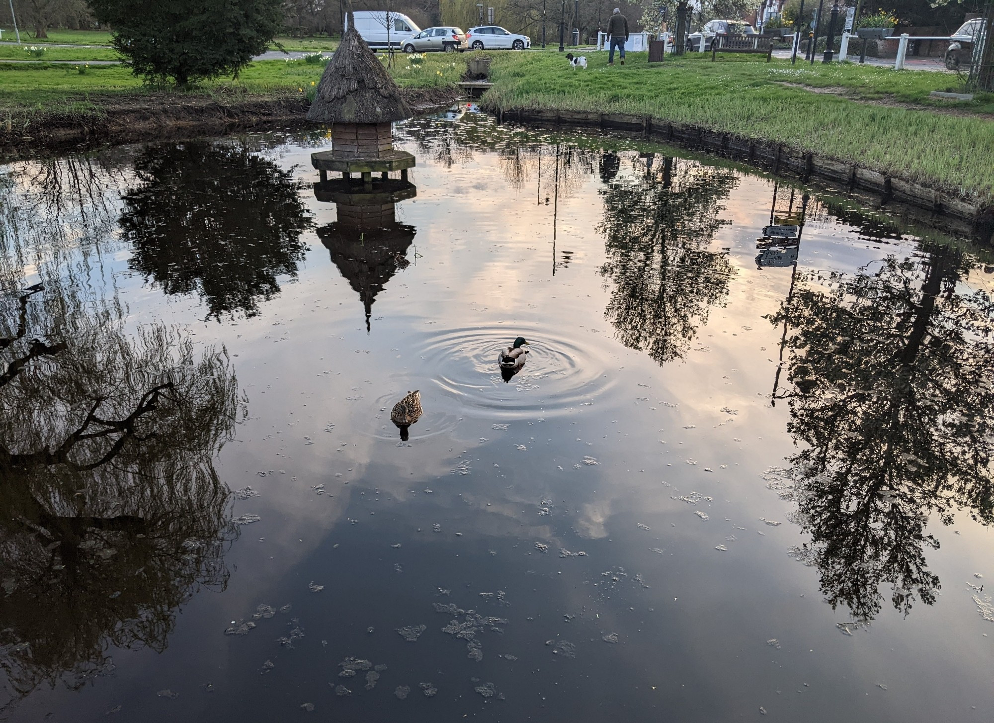 Two ducks in a village duckpond. Reflections of clouds, trees and a duck house in the water.