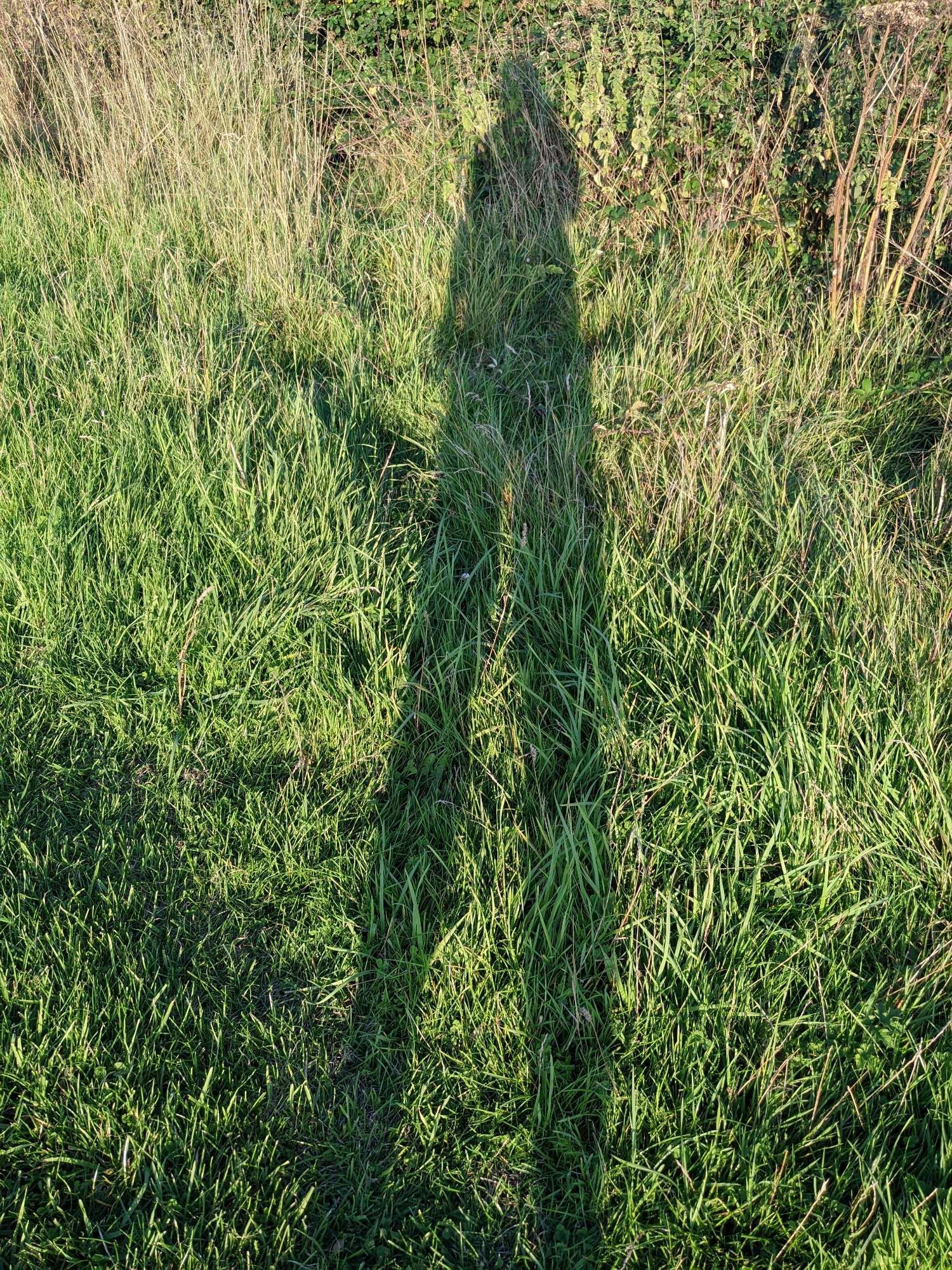 Shadow of an actually quite short person appearing remarkably long-legged, as if on stilts. Grassy background.