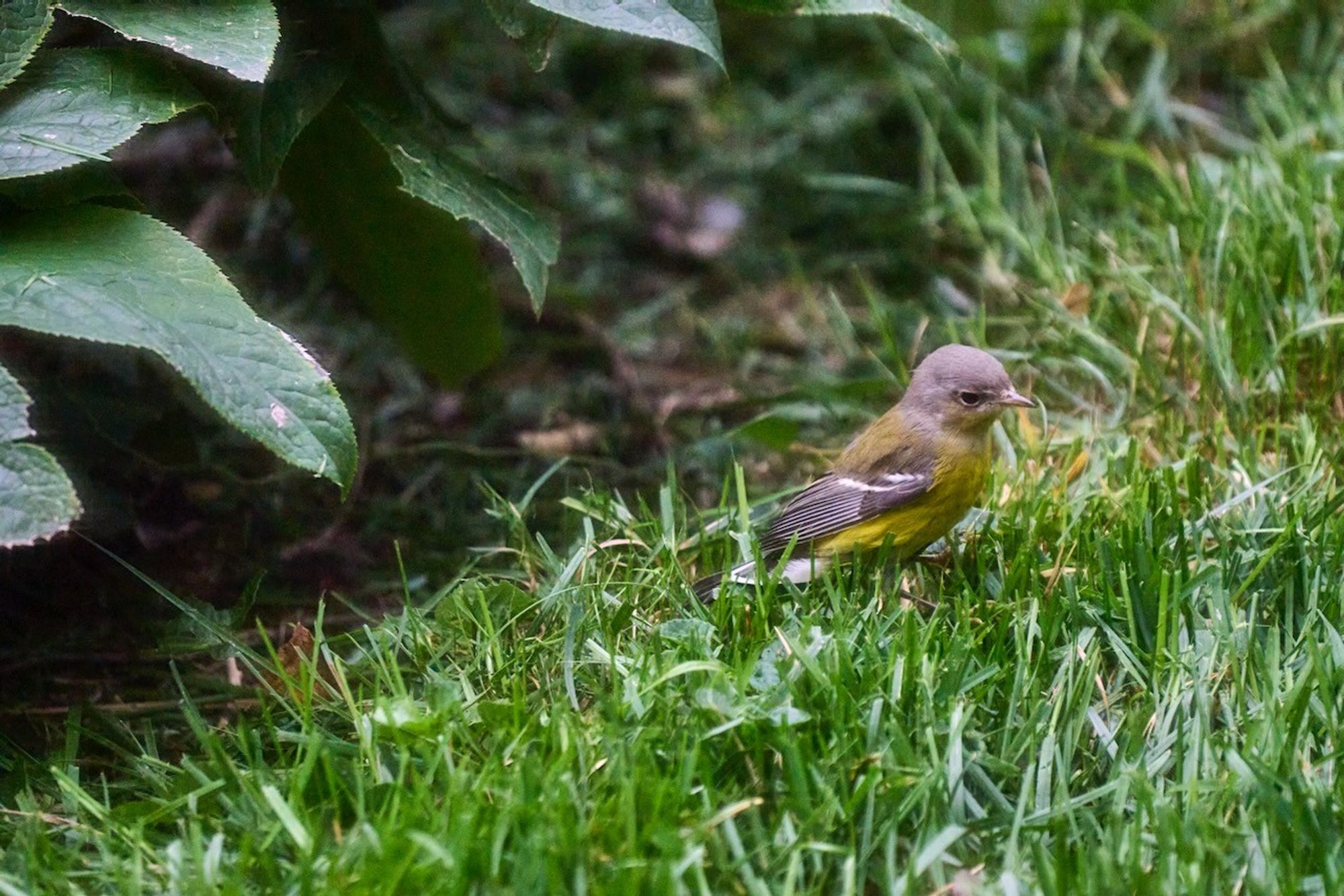 A small bird stands in the  grass next to the leaves of a hellebore. The bird has a grey head, yellowish back, yellow underparts, dark wings with strong white wing bars. It is adorable.