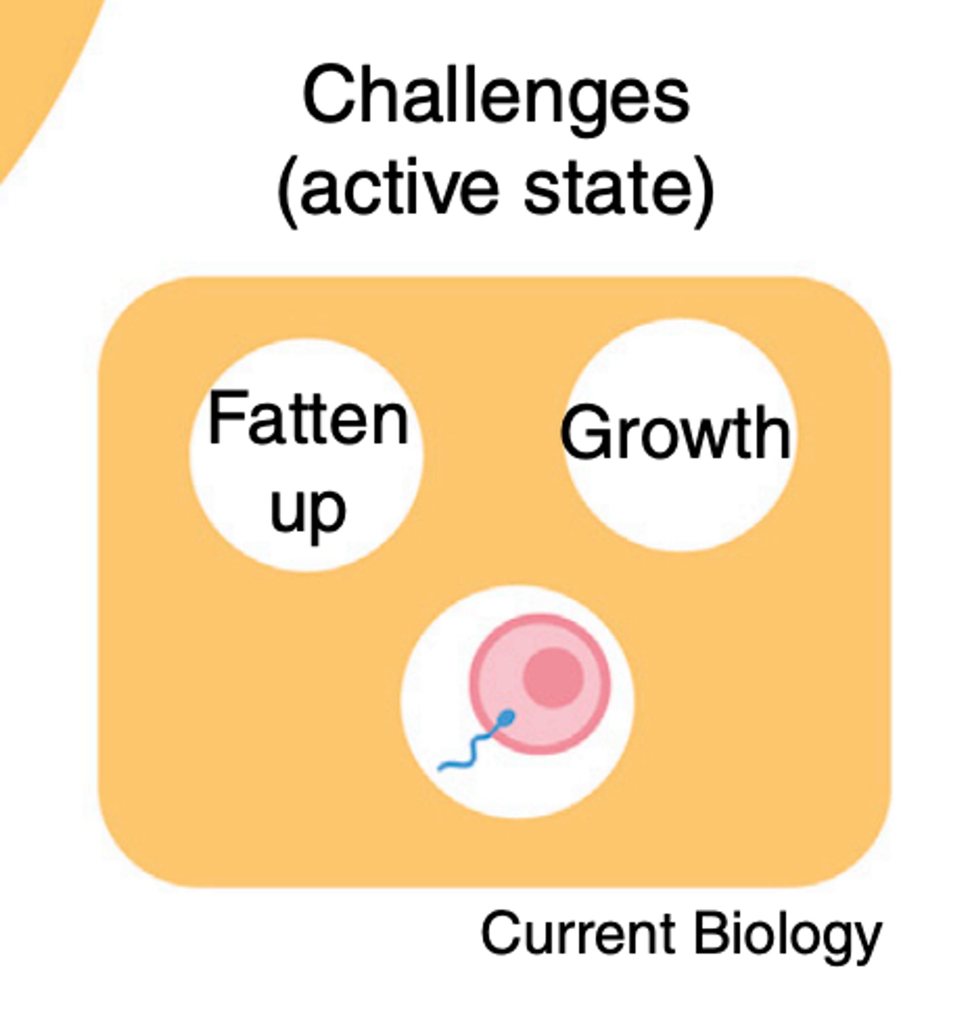 Challenges to ground squirrels in their active state: fatten up, growth, reproduction.