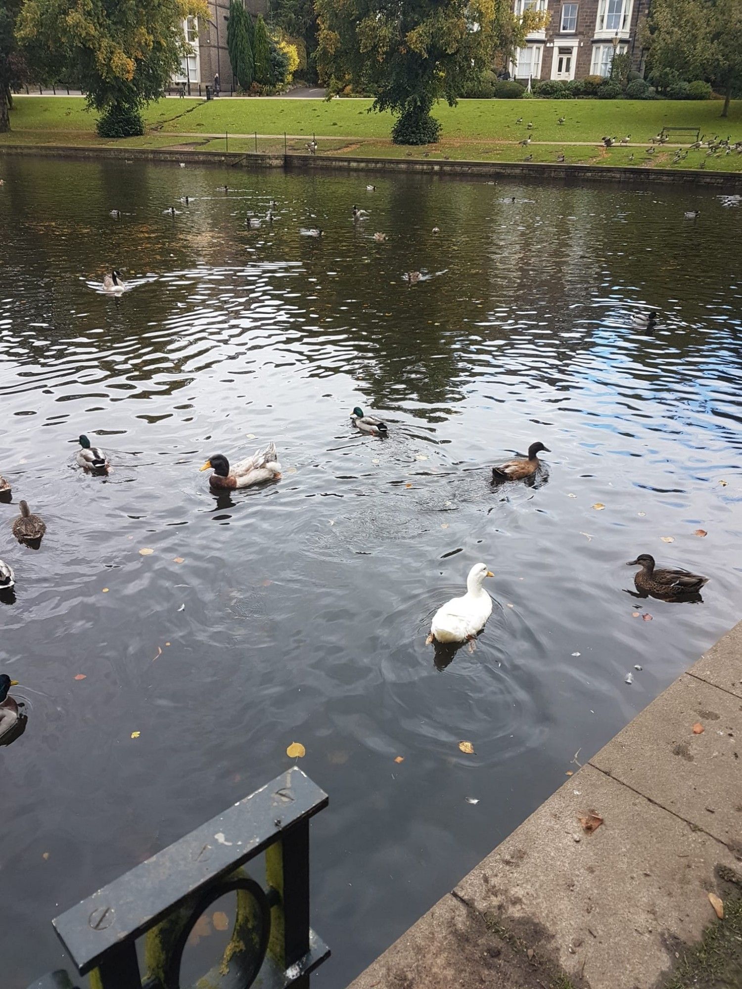 Lots of mallards swimming in a pond. Most are regular in colour and size. One is all white. One is twice the size of the others with paler plumage and a very orange beak.