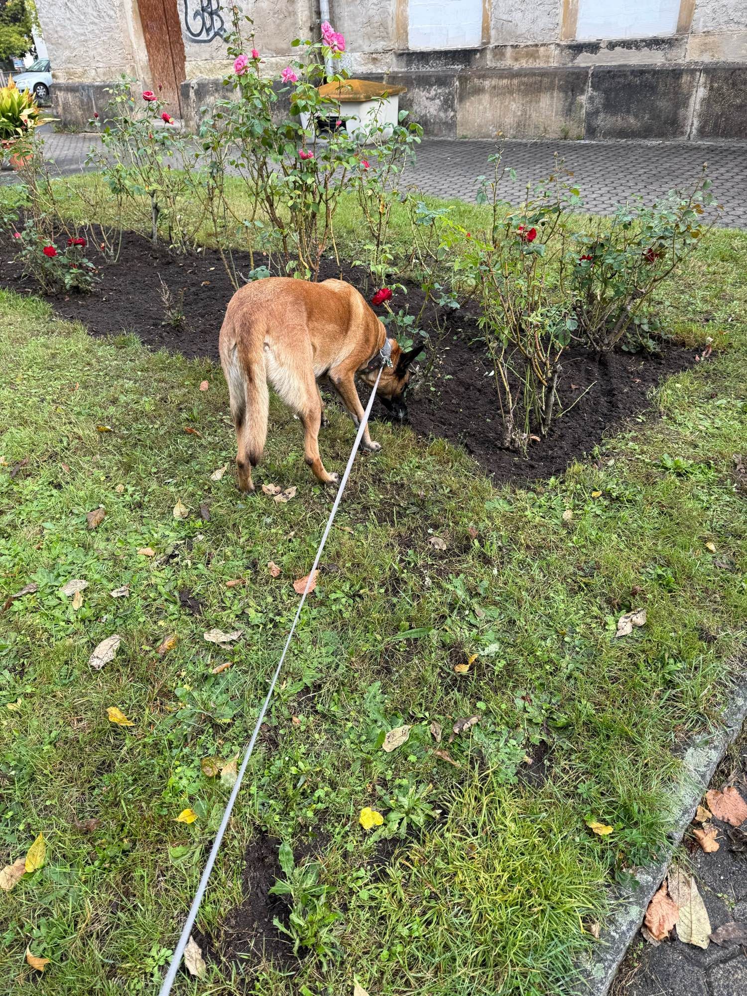 Die Hündin Luna beim Schnüffeln beim Gassi gehen.