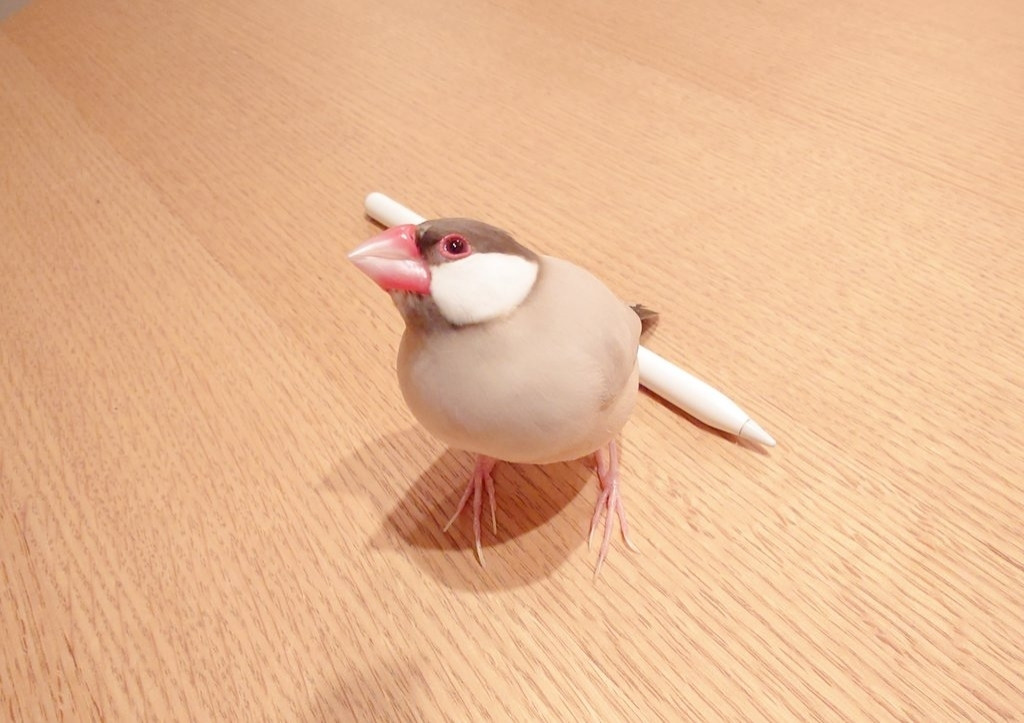 ペン返してって言うと首を傾げてとぼける文鳥