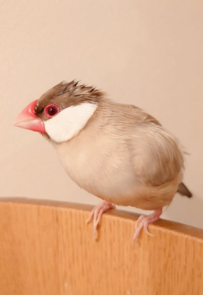 薄毛にも見えるしワイルドにも見える文鳥