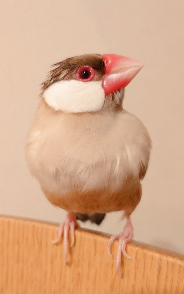 薄毛に見える文鳥