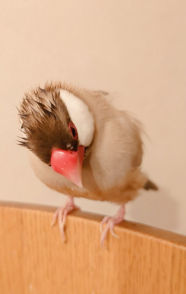 これも薄毛に見える文鳥