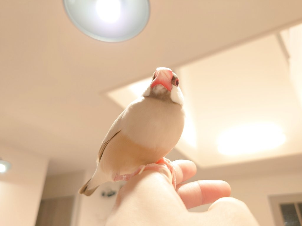 愛い文鳥