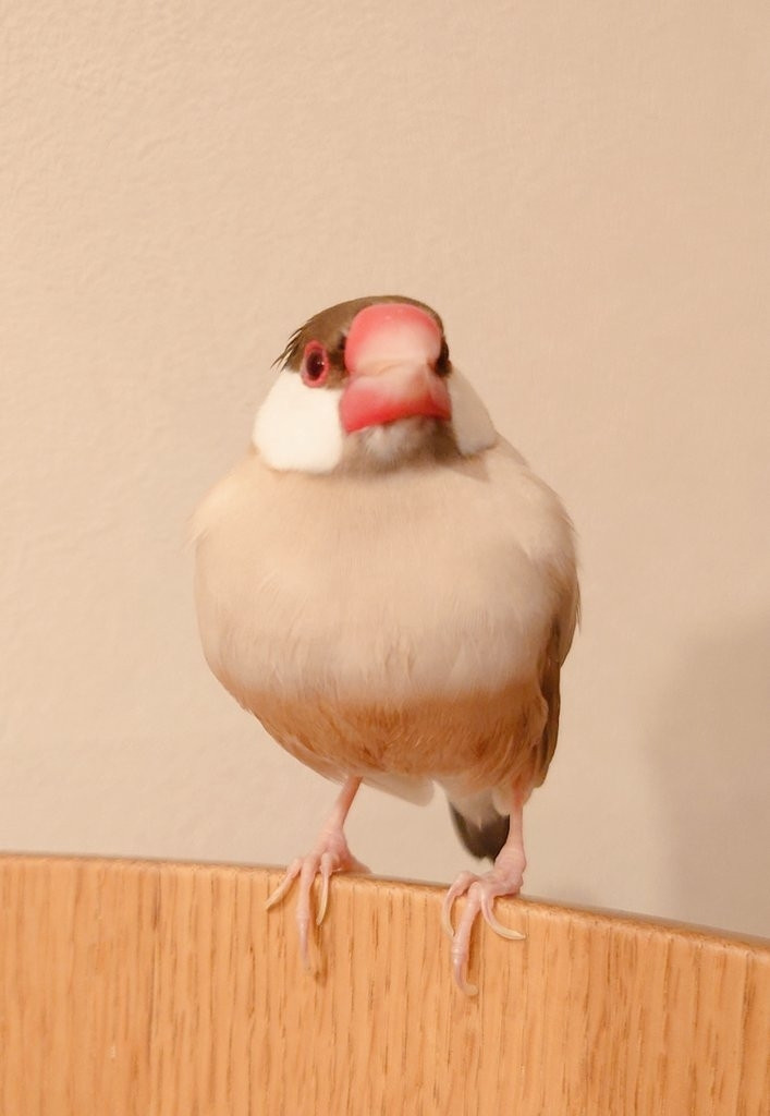 水浴びしてご満悦の文鳥