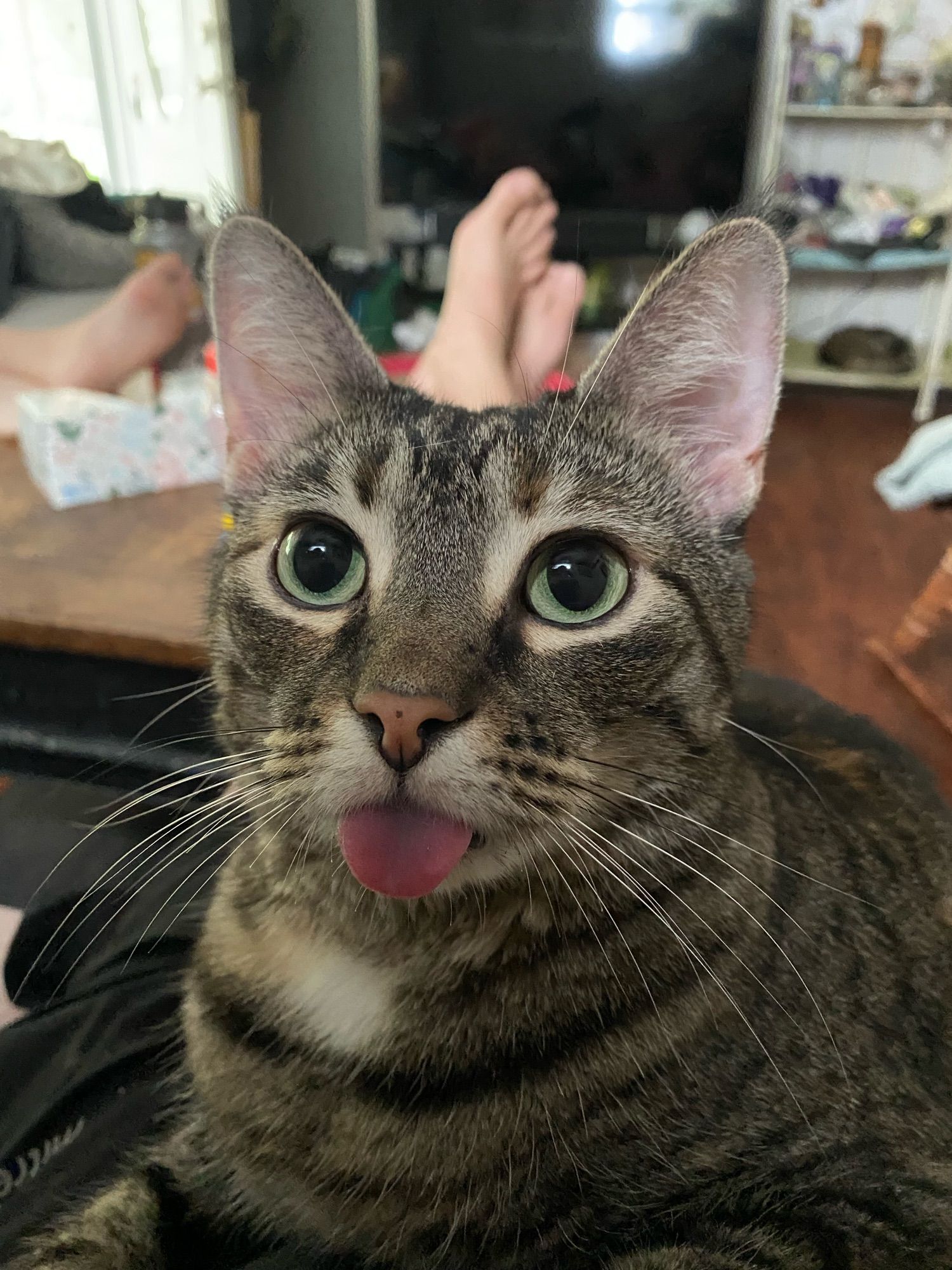 Tabby cat sticking tongue out