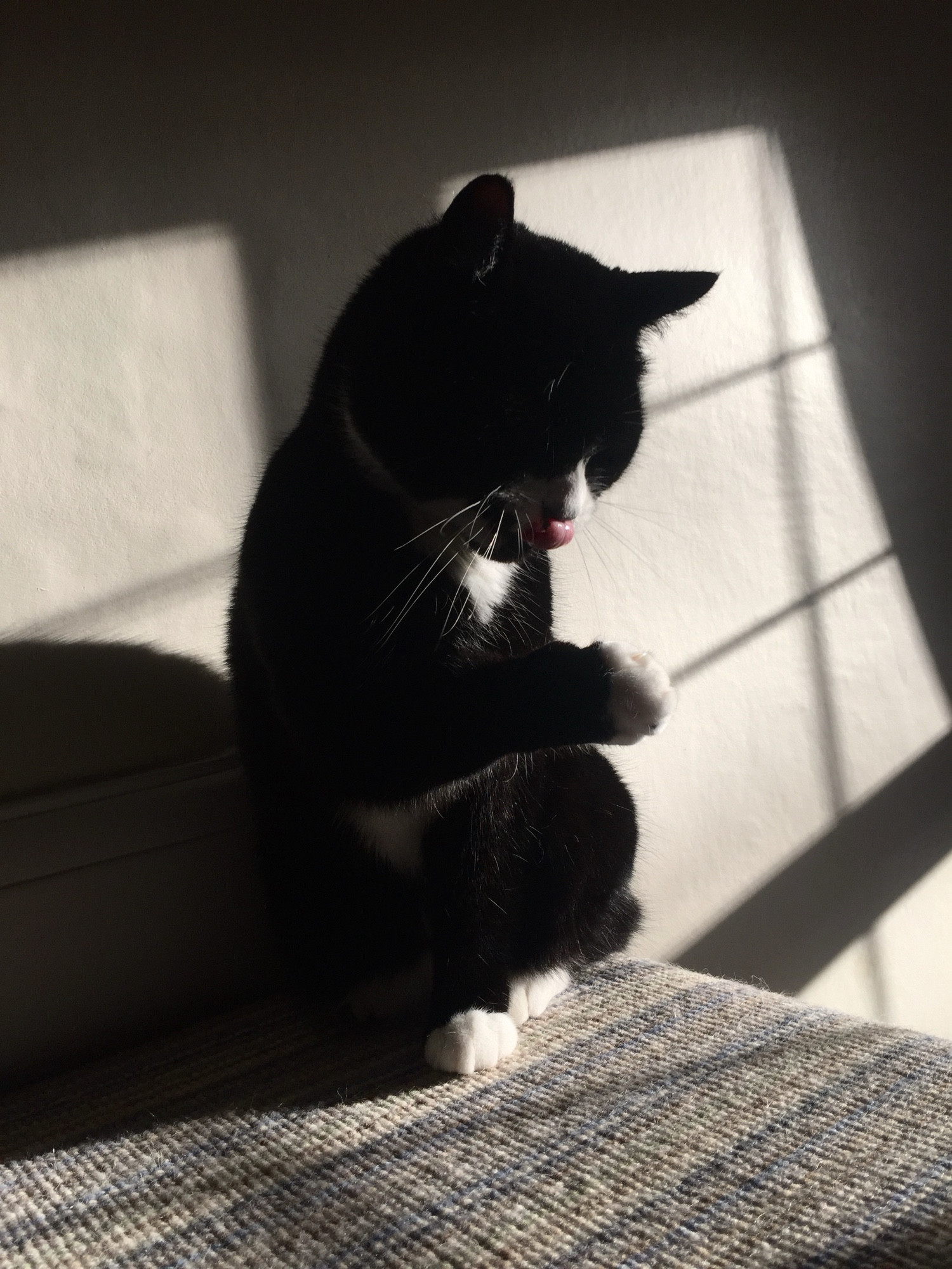 A black and white cat licks its paw whilst standing on its hind legs