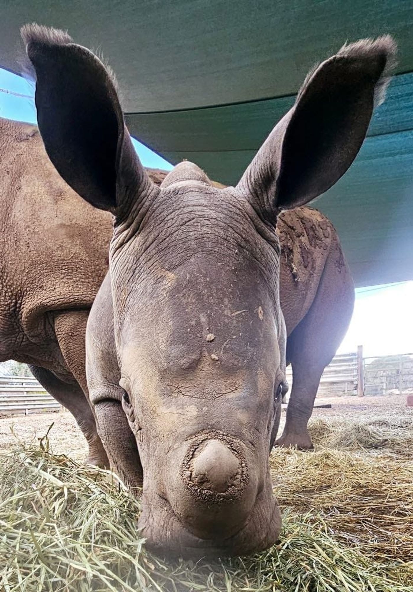 Baby rhino.