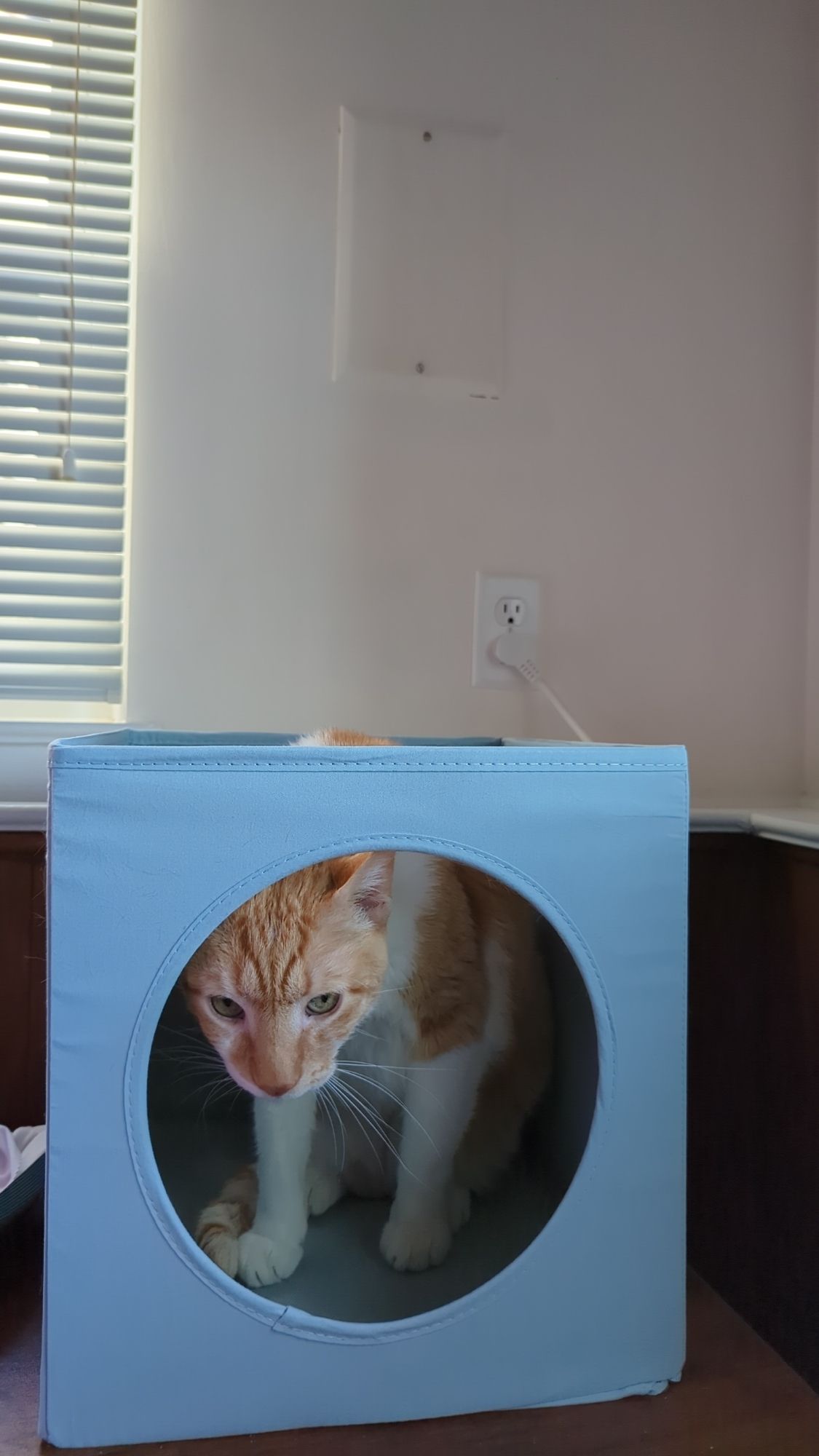 Large orange and white cat looking out through a hole in an ikea cat box shelf insert