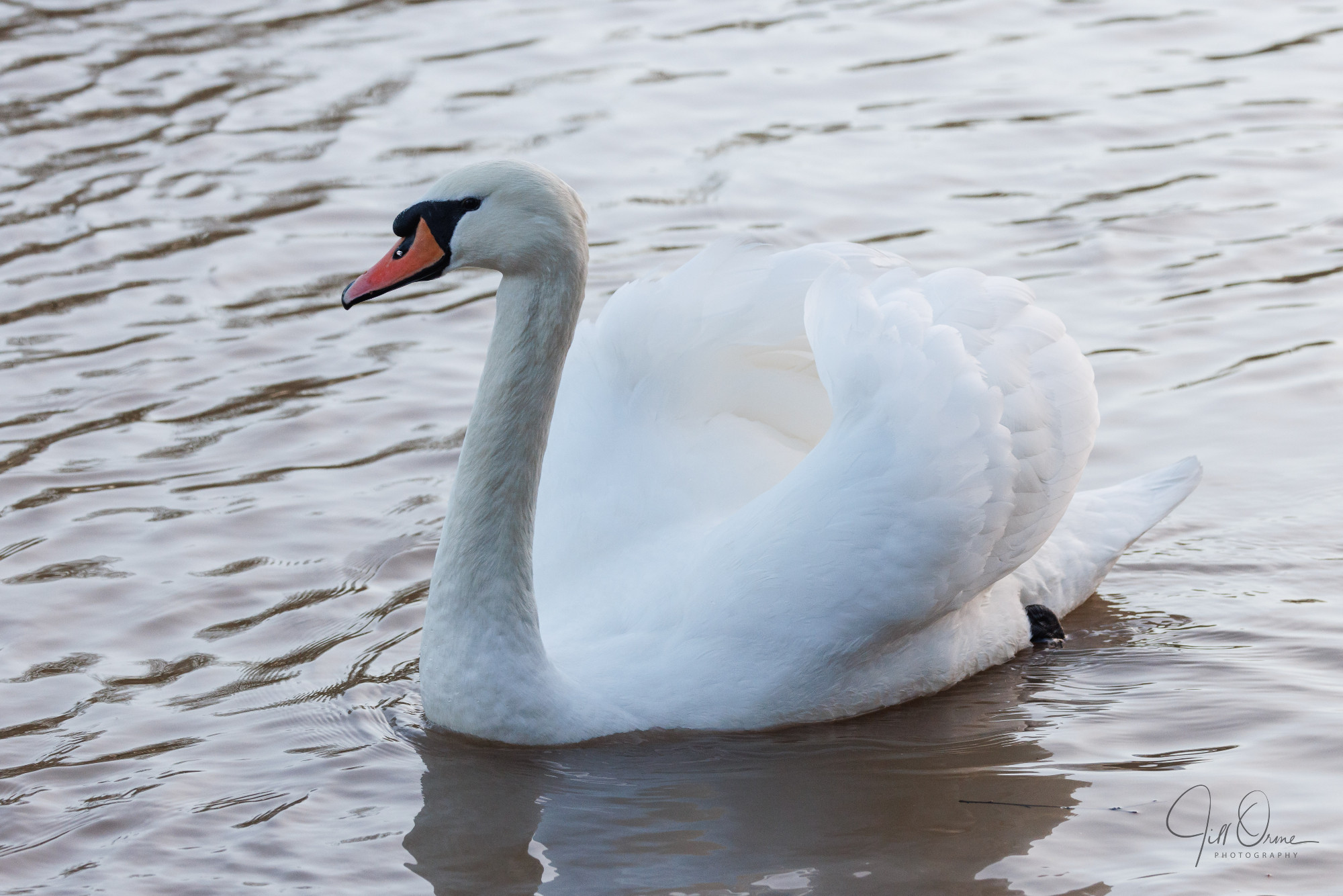 A Mute Swan in late afternoon light on the River Avon at Stratford-upon-Avon.