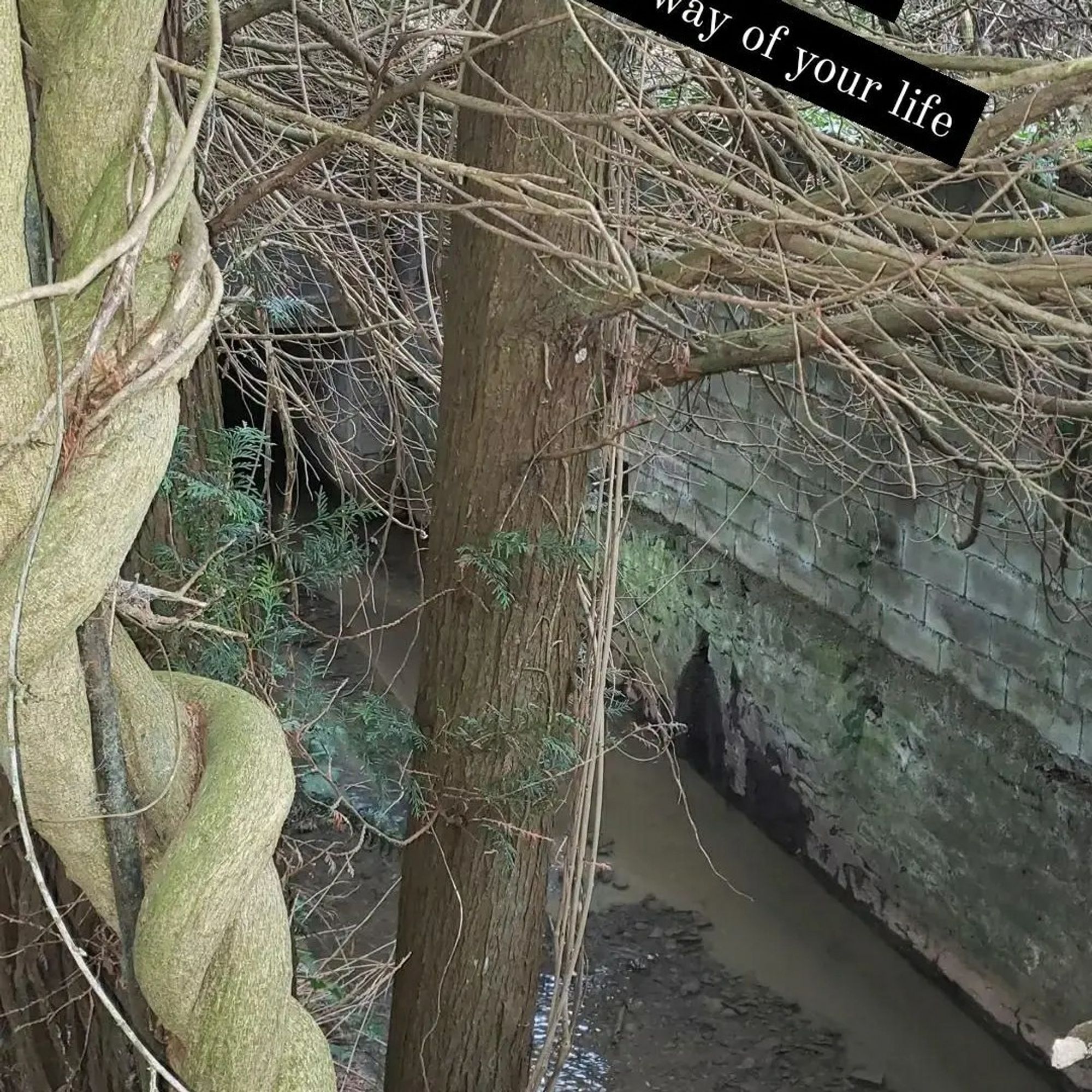 Vue sur un cours d'eau au pied d'un mur et un arbre enroulé sur lui même au premier plan