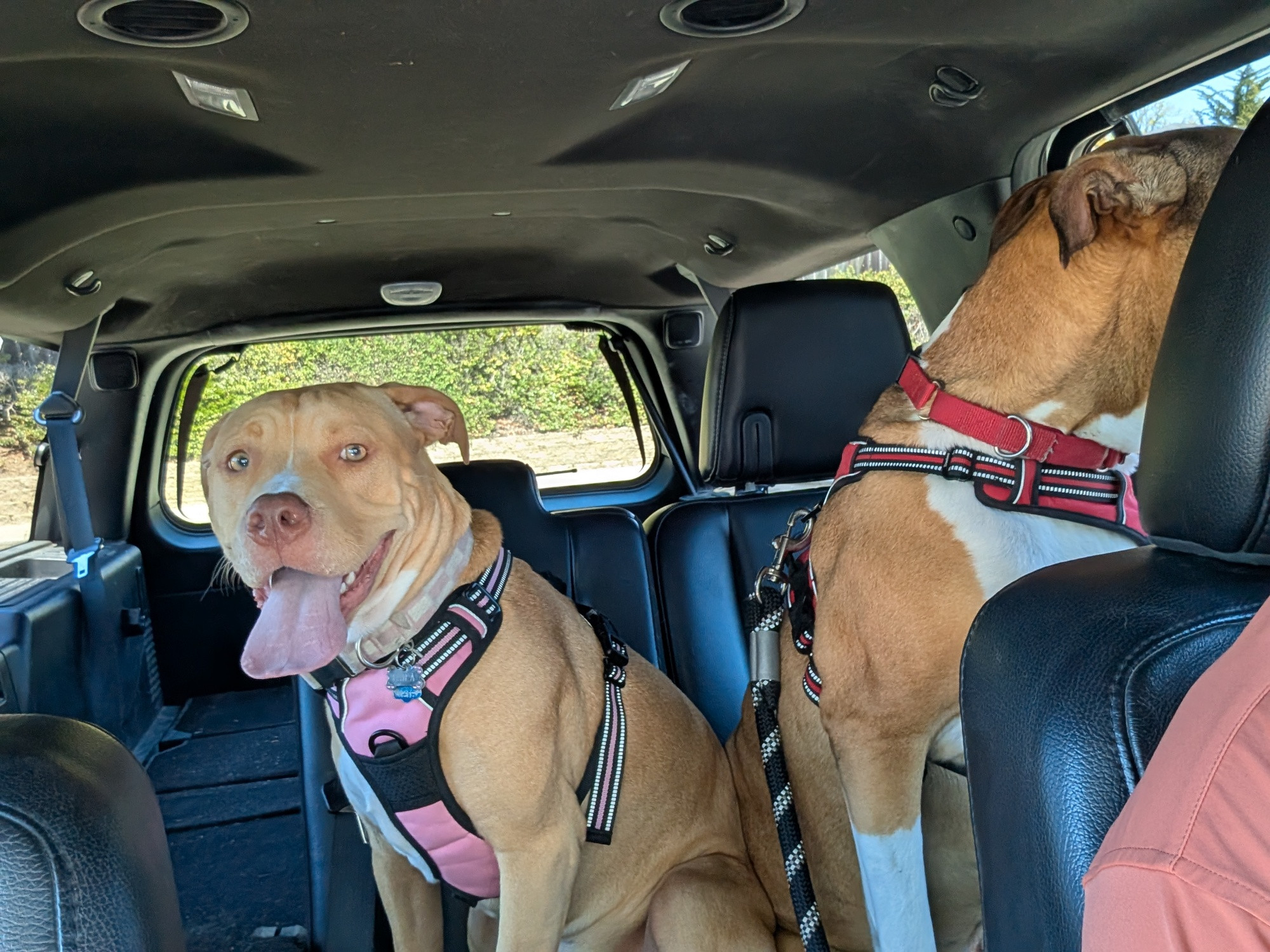 Laika and Enzo in the back of the SUV on the way to boarding together for the first time.