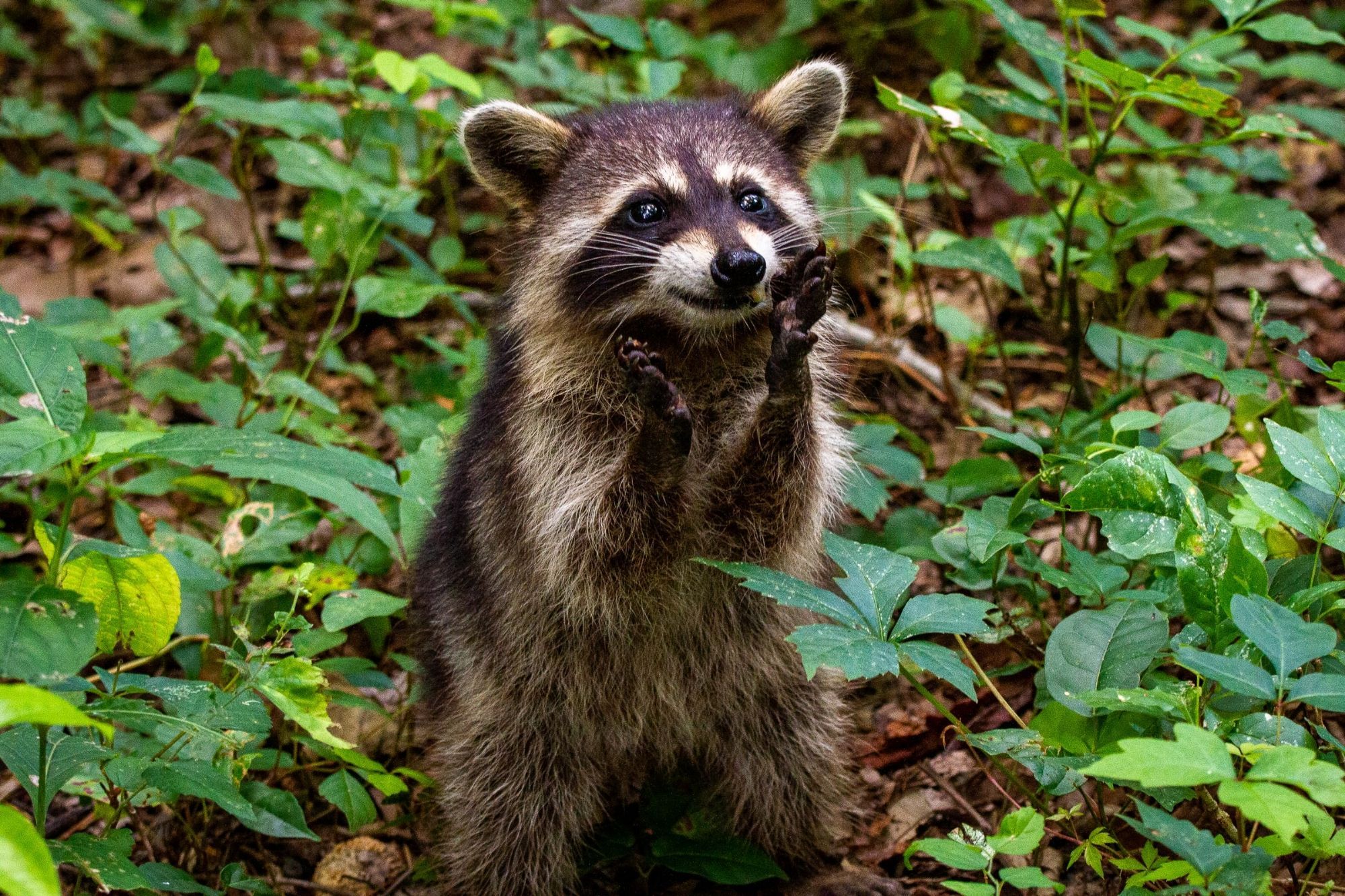 Ein Foto von einem Waschbären auf grünem Waldboden. Er steht auf den Hinterbeinen und streckt die Arme hoch. Es sieht aus, als würde er lächeln. Ein sehr guter Waschbär.