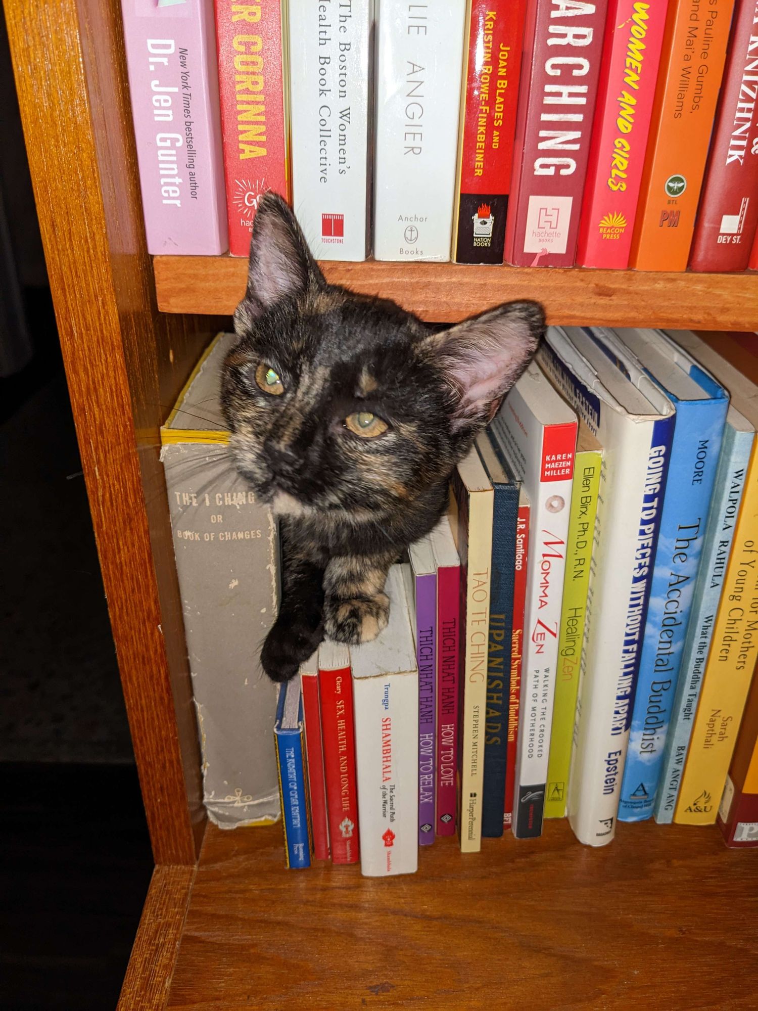 Tortoiseshell kitten sticking her head out between books on a shelf