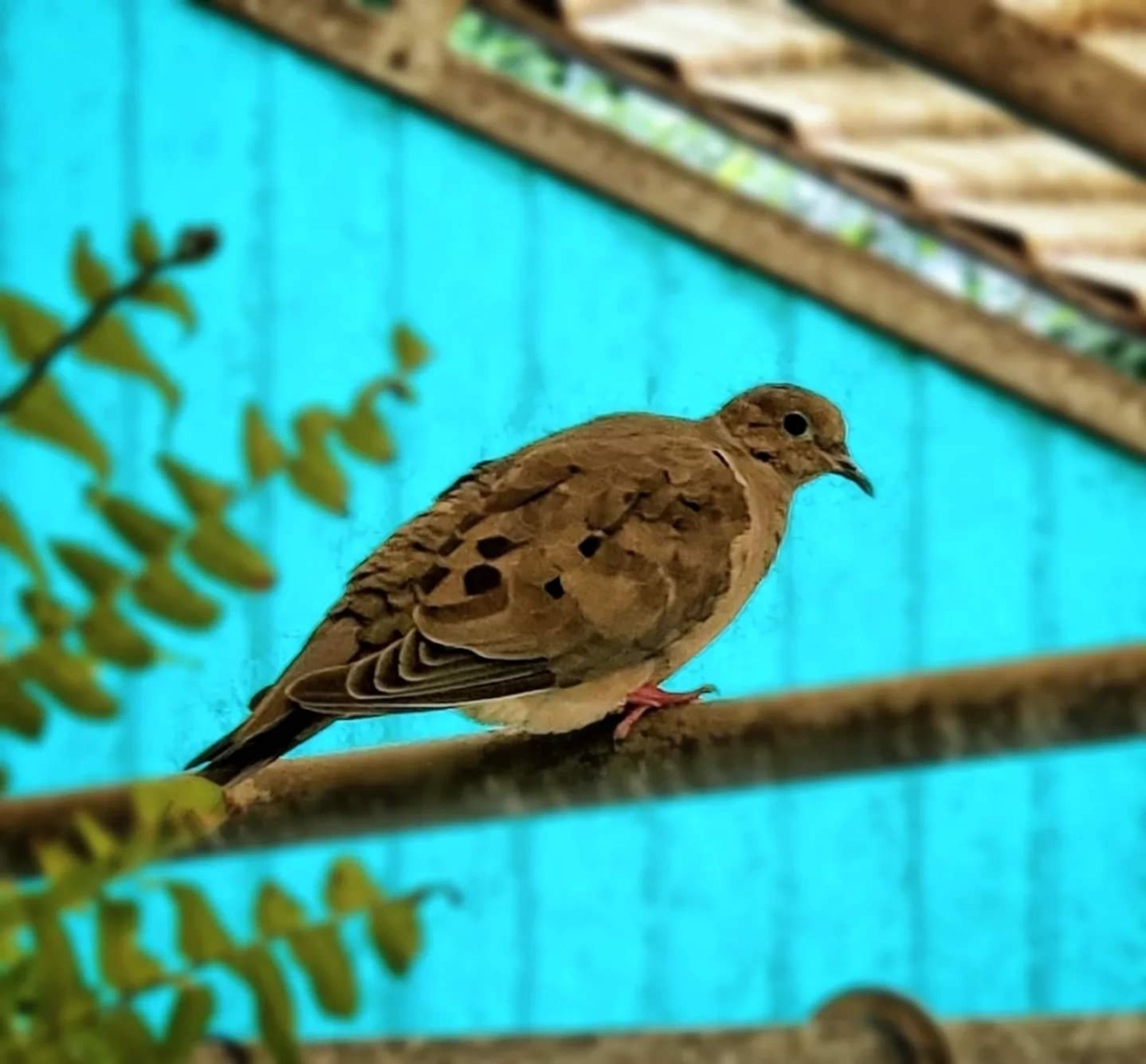 Mourning Dove perched on an awning strut