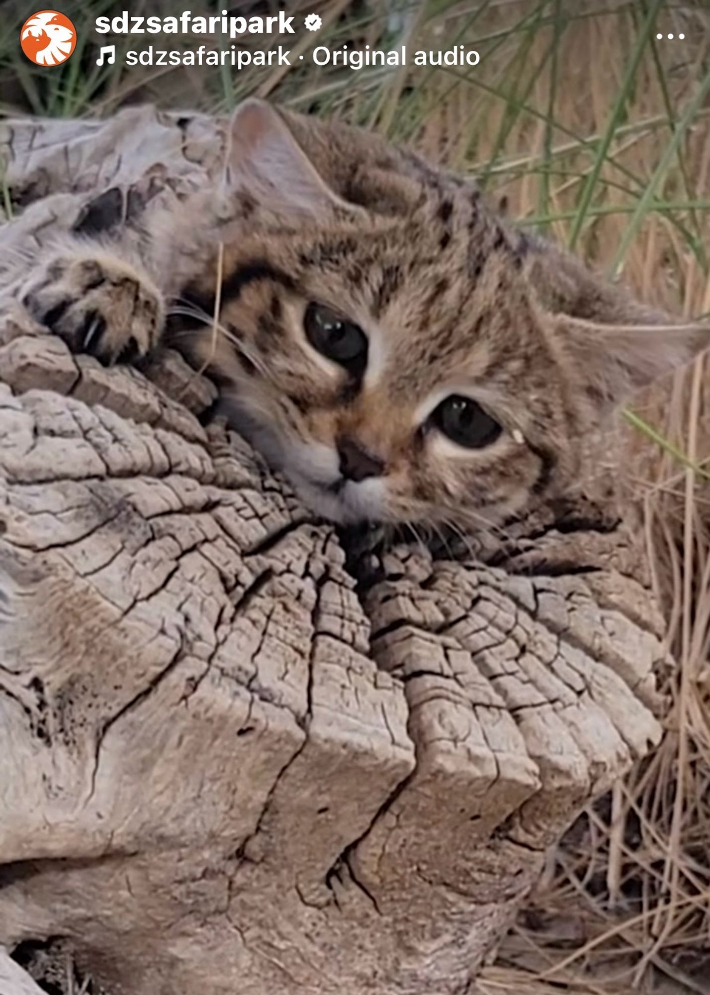 a sandcat kitten emerging from the cross-cut end of a hollowed-out stump with big sleepy eyes.