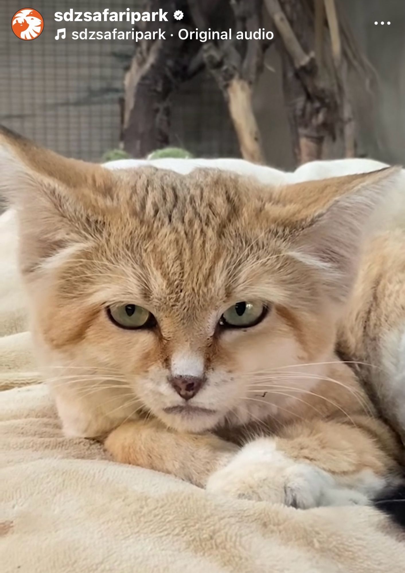 a sandcat adult on a towel, likely meaning it’s vet- or measuring- time, looking quite possibly as grouchy, grumpy, frumpy as a cat might. furiously pouting