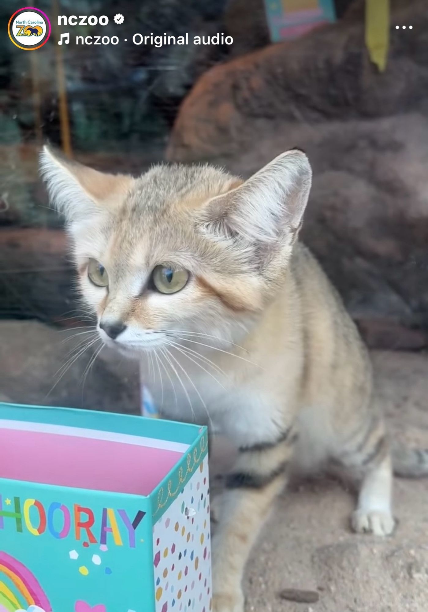 a young sandcat looking quizzical, sitting behind a birthday bag with a cattoy inside, just ready to party